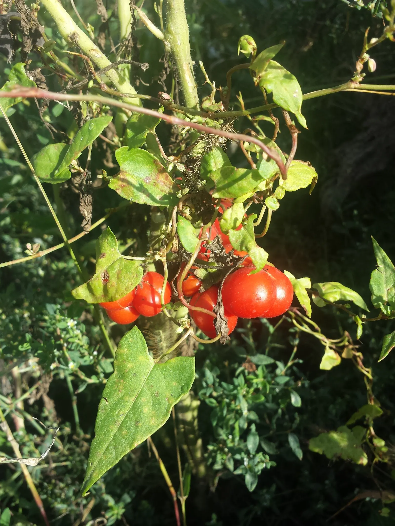 Slicing Tomato (Solanum Lycopersicum) — Plant in rich, well-drained soil with ample spacing of 24-36 inches to promote healthy growth; regular watering and