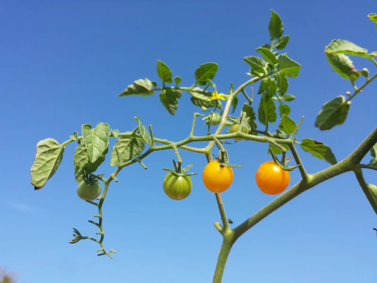 Slicing Tomato (Solanum Lycopersicum) — Plant in rich, well-drained soil with ample spacing of 24-36 inches to promote healthy growth; regular, image 57