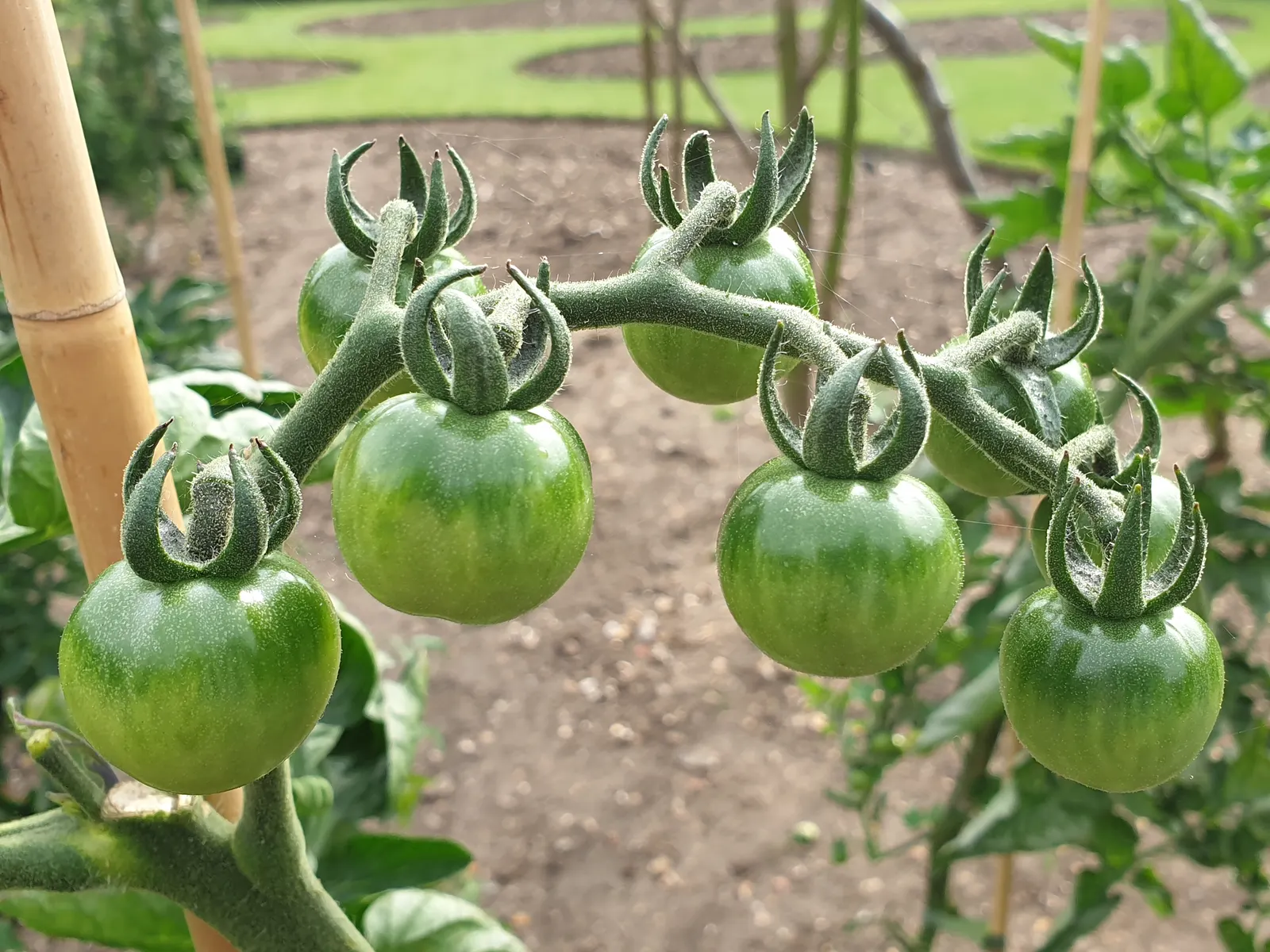 Slicing Tomato (Solanum Lycopersicum) — tomatoes demand well-draining soil with a pH between 6.2 and 6.8