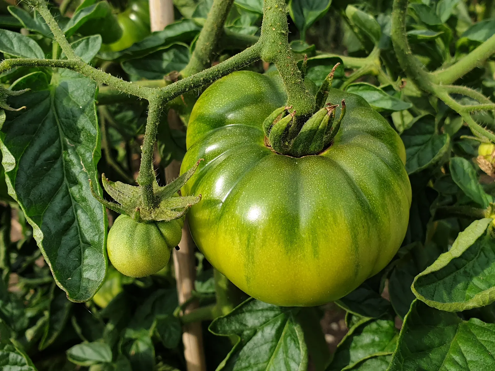 Slicing Tomato (Solanum Lycopersicum) — Solanum lycopersicum, commonly known as the Slicing Tomato, is a quintessential feature for edible gardens; ideal for