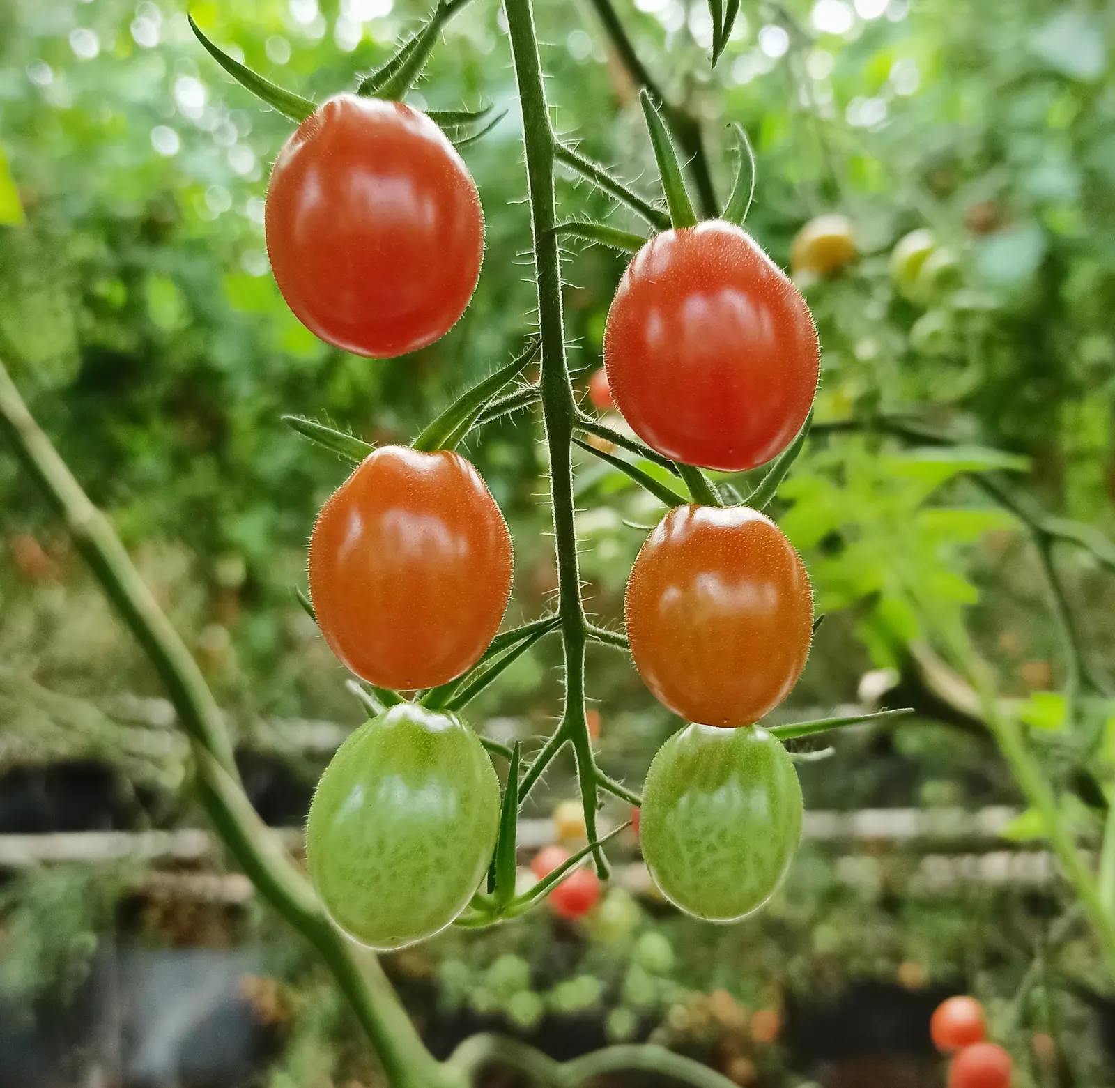 Slicing Tomato (Solanum Lycopersicum) — A versatile plant, it can serve both aesthetic and practical functions in landscape design; is a quintessential feature