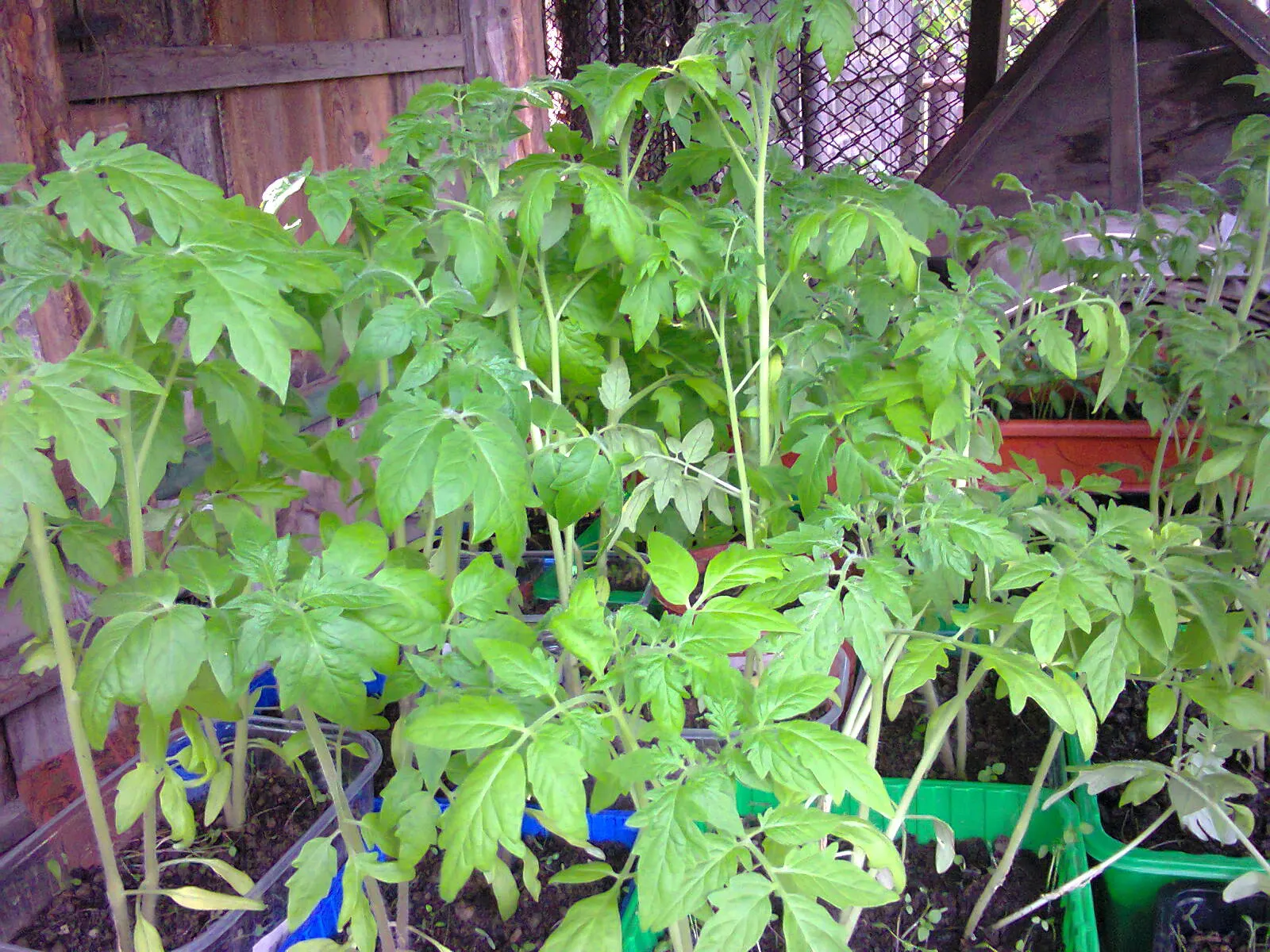 Slicing Tomato (Solanum Lycopersicum) — vegetable for full or half