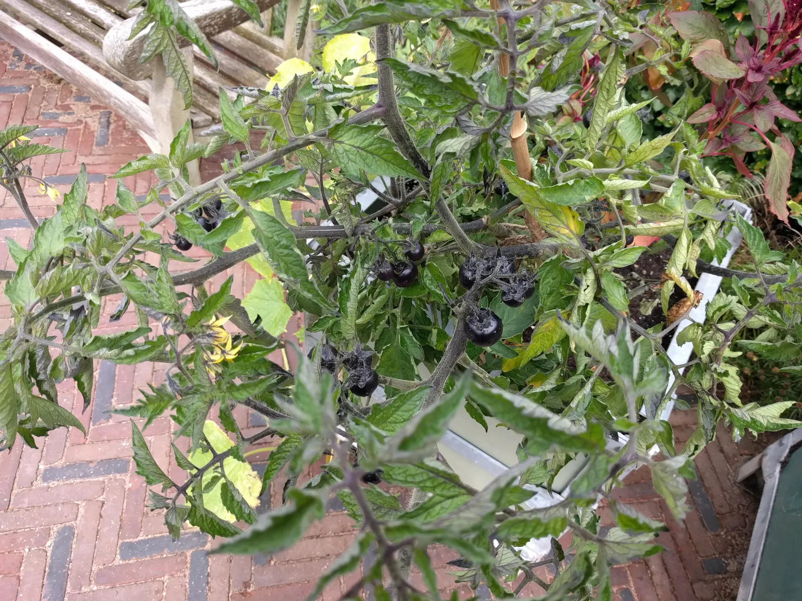 Slicing Tomato (Solanum Lycopersicum) — yellow flowers in the garden