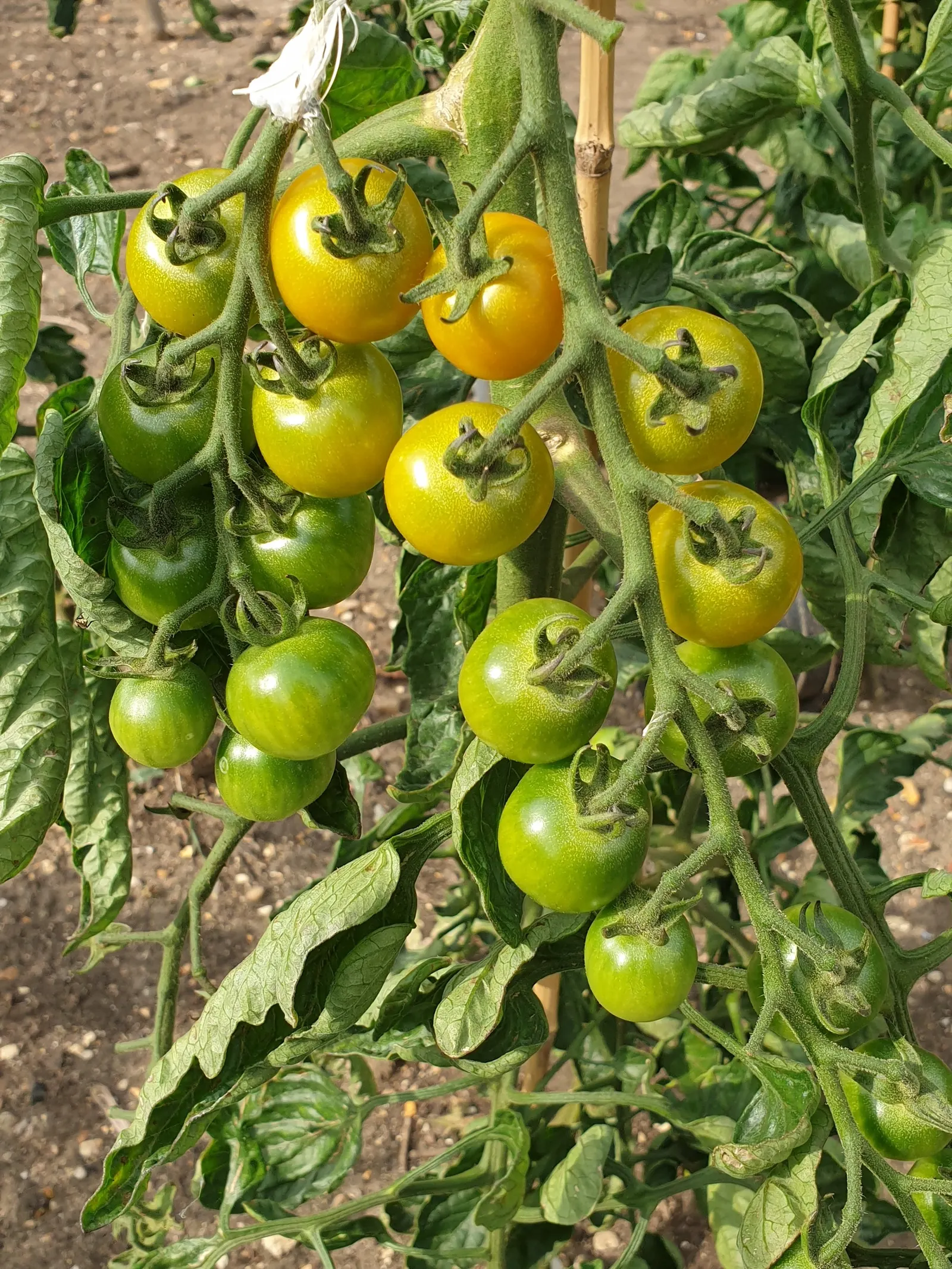 Slicing Tomato (Solanum Lycopersicum) — requiring sturdy support in the form of cages or stakes; consider companion planting with basil or marigolds