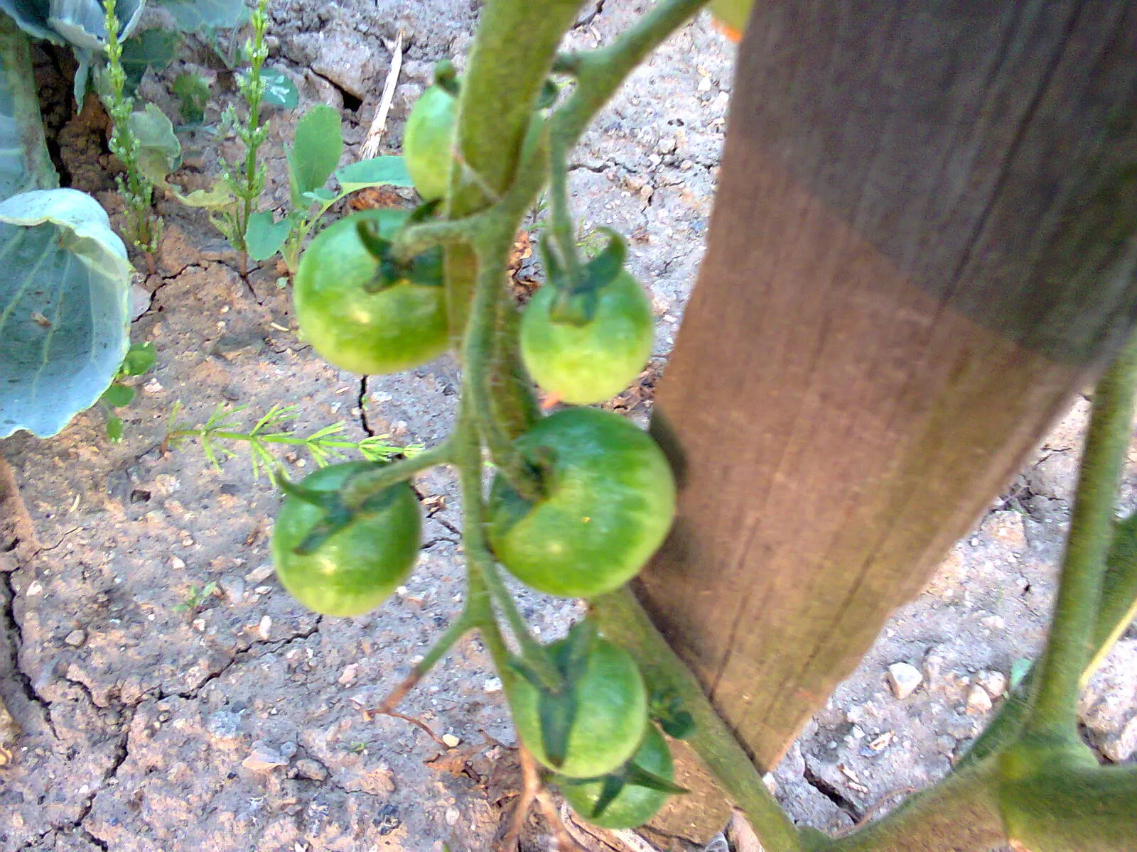 Slicing Tomato (Solanum Lycopersicum) — is a quintessential feature in the culinary garden; solanum lycopersicum, commonly known as the Slicing, image 60