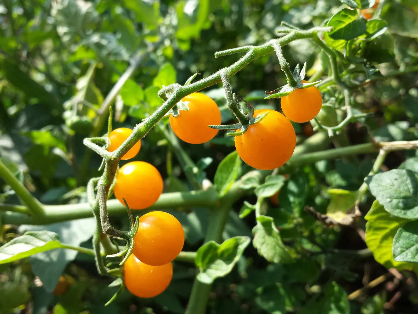 Slicing Tomato (Solanum Lycopersicum) — Mature slicing tomato plants reach heights of 4 to 6 feet with a spread of about 18 to 36 inches; tomatoes are annuals