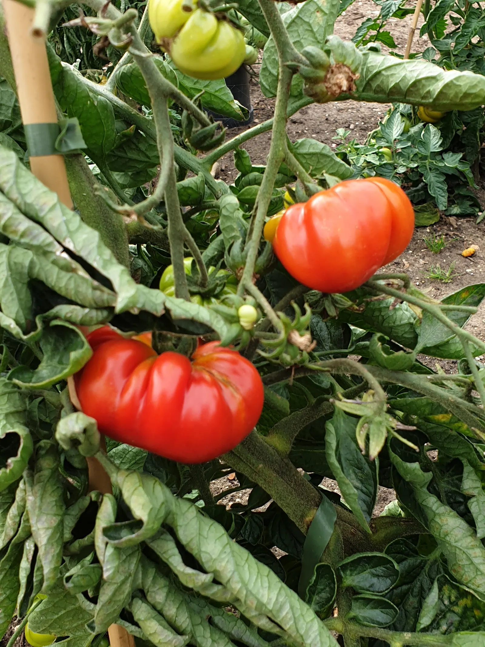Slicing Tomato (Solanum Lycopersicum) — Department of Agriculture plant hardiness zones 10 through 11.<br><br>For optimum growth; plant in rich, well-drained