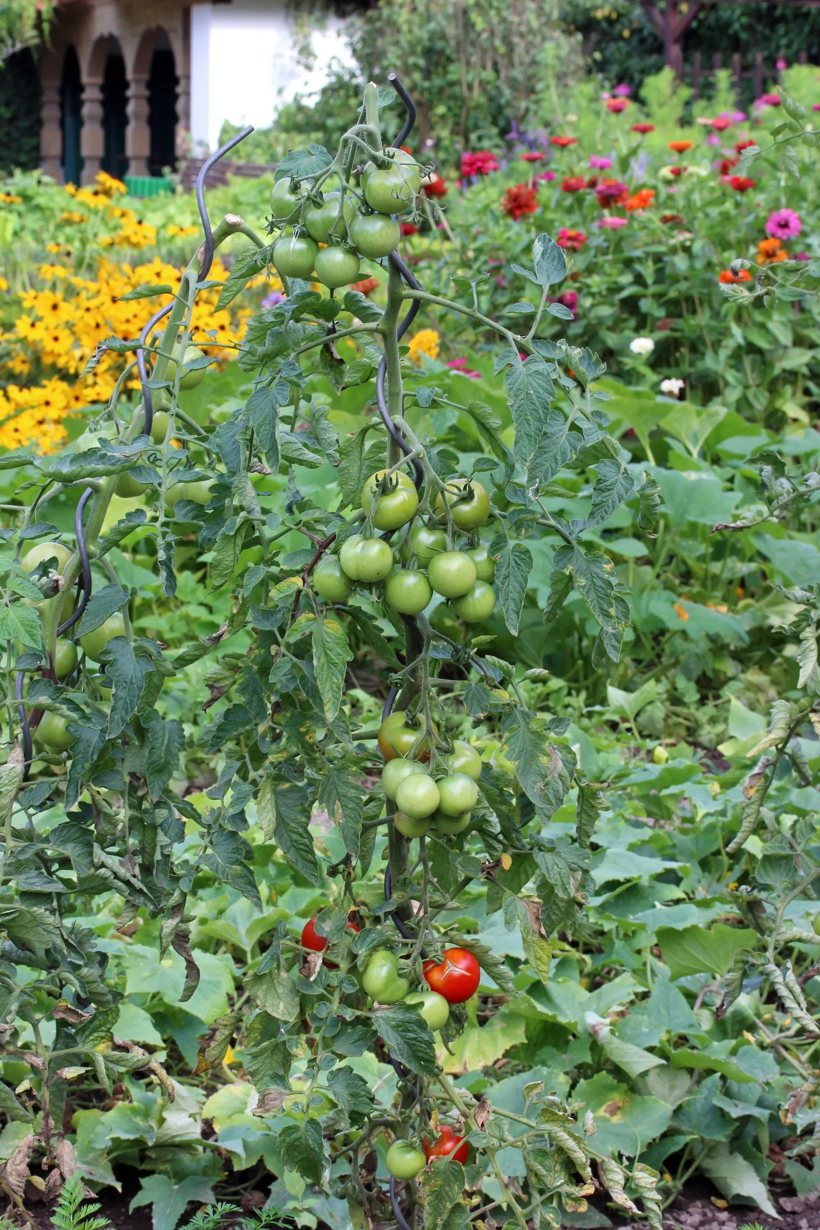 Slicing Tomato (Solanum Lycopersicum) — It thrives in full sun, bearing juicy fruits up to 4 inches in diameter