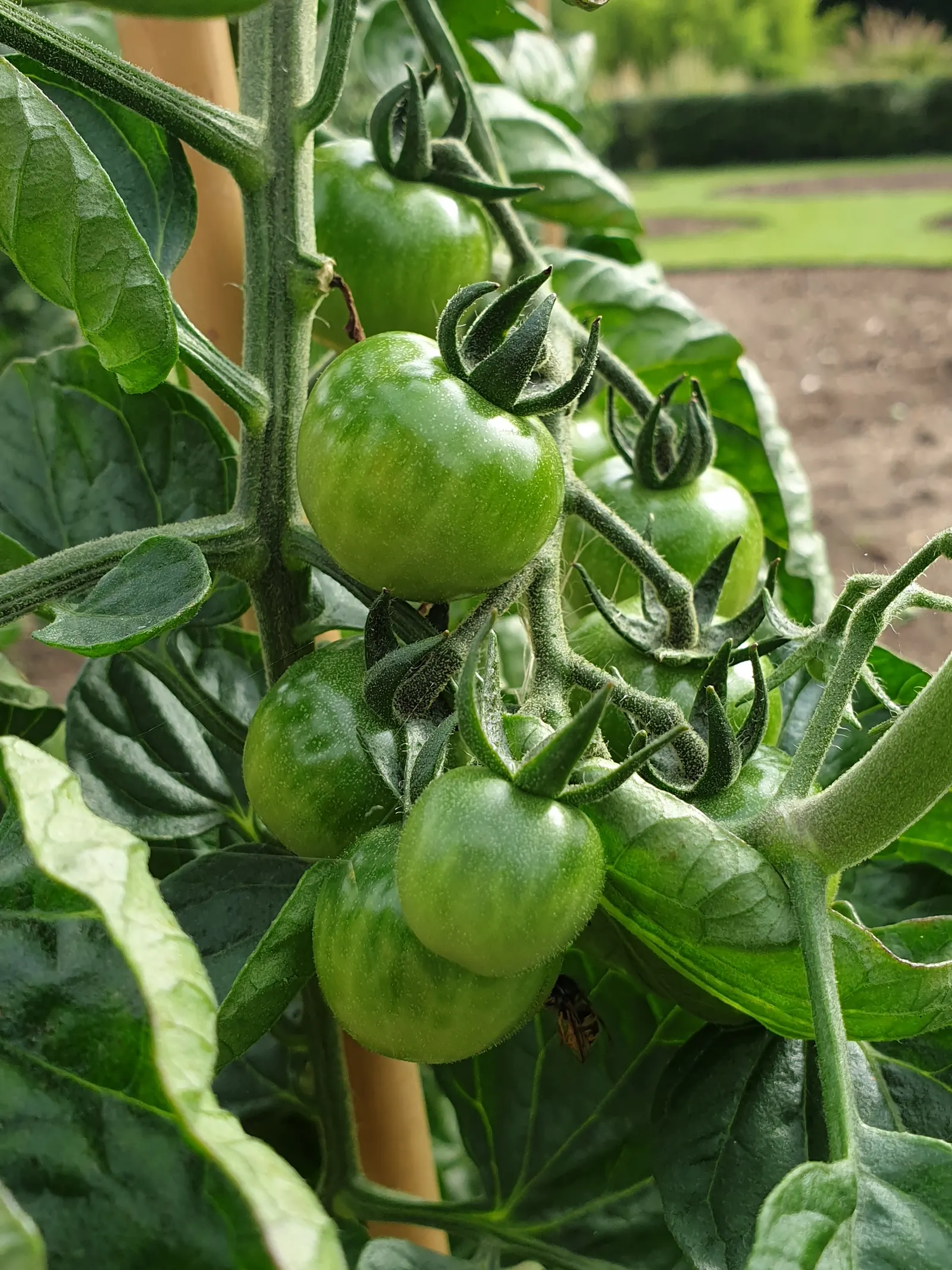 Slicing Tomato (Solanum Lycopersicum) — scientifically recognized as Solanum lycopersicum