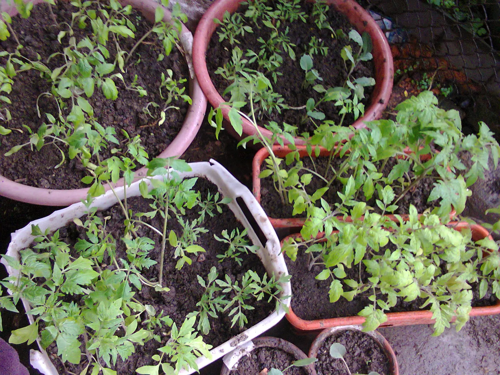 Slicing Tomato (Solanum Lycopersicum) — A versatile plant, it can serve both aesthetic and practical functions in landscape design