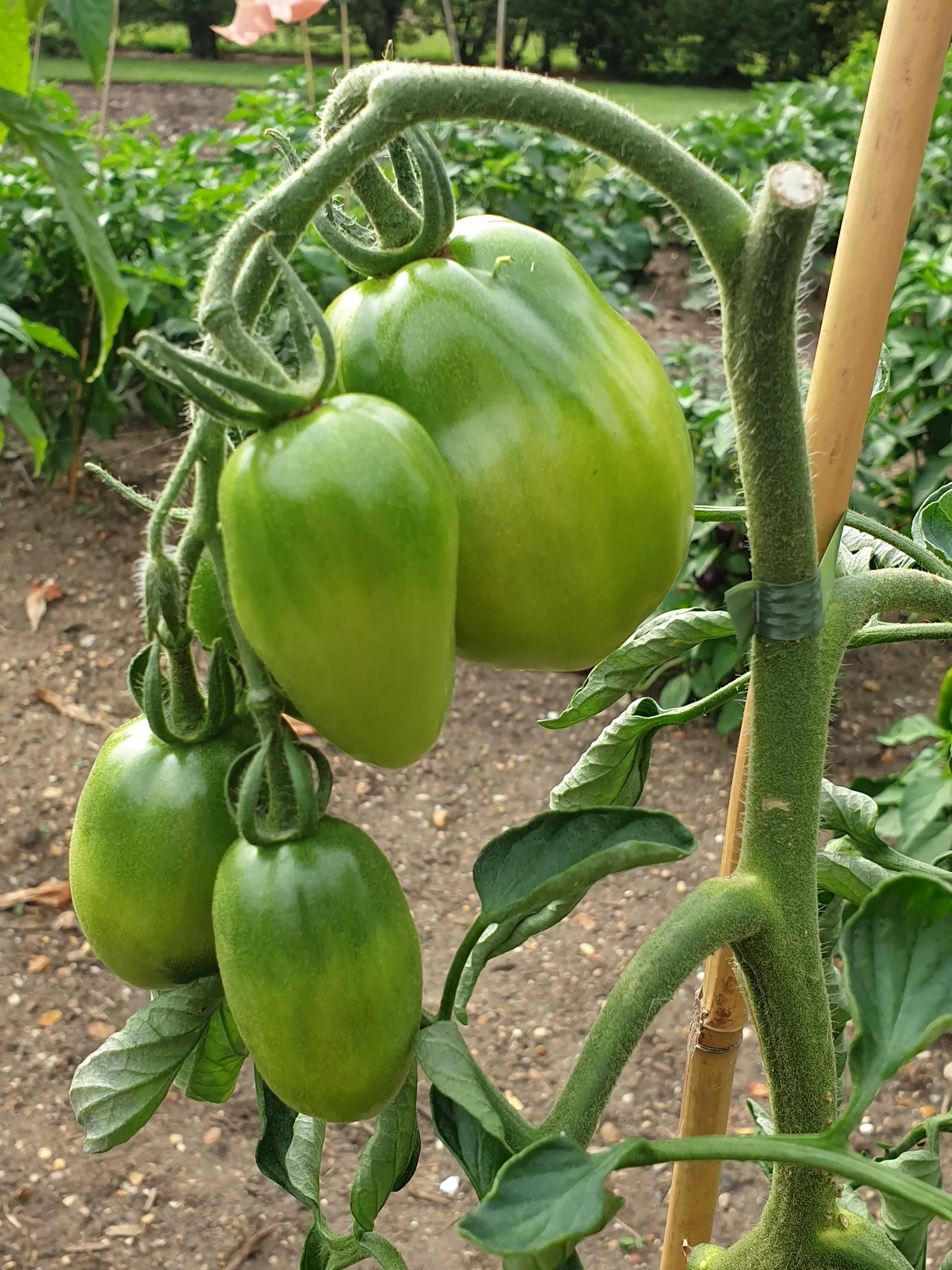 Slicing Tomato (Solanum Lycopersicum) — Plant in rich, well-drained soil with ample spacing of 24-36 inches to promote healthy growth