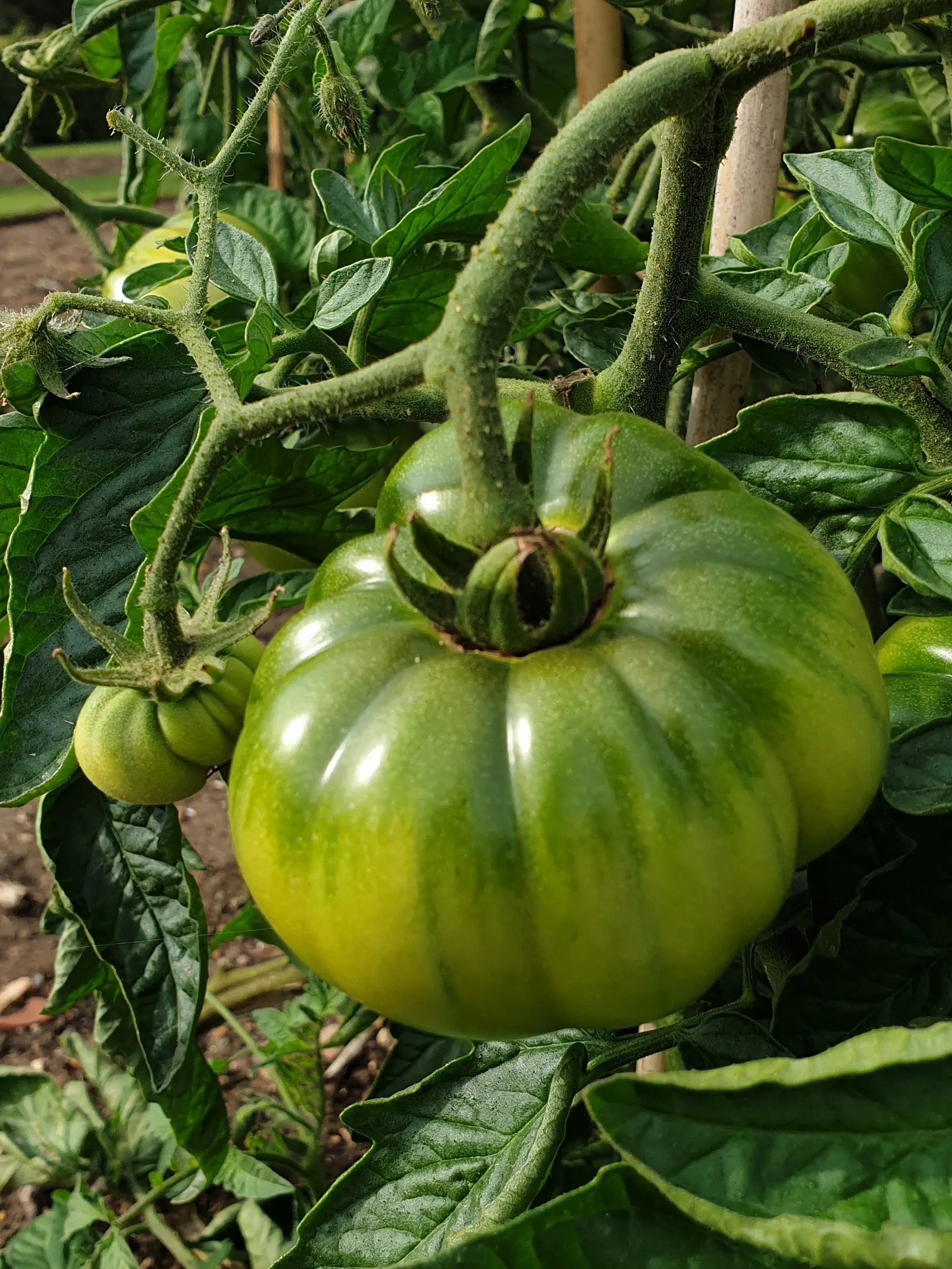 Slicing Tomato (Solanum Lycopersicum) — scientifically recognized as Solanum lycopersicum; use organic mulch like straw or wood chips around the base to