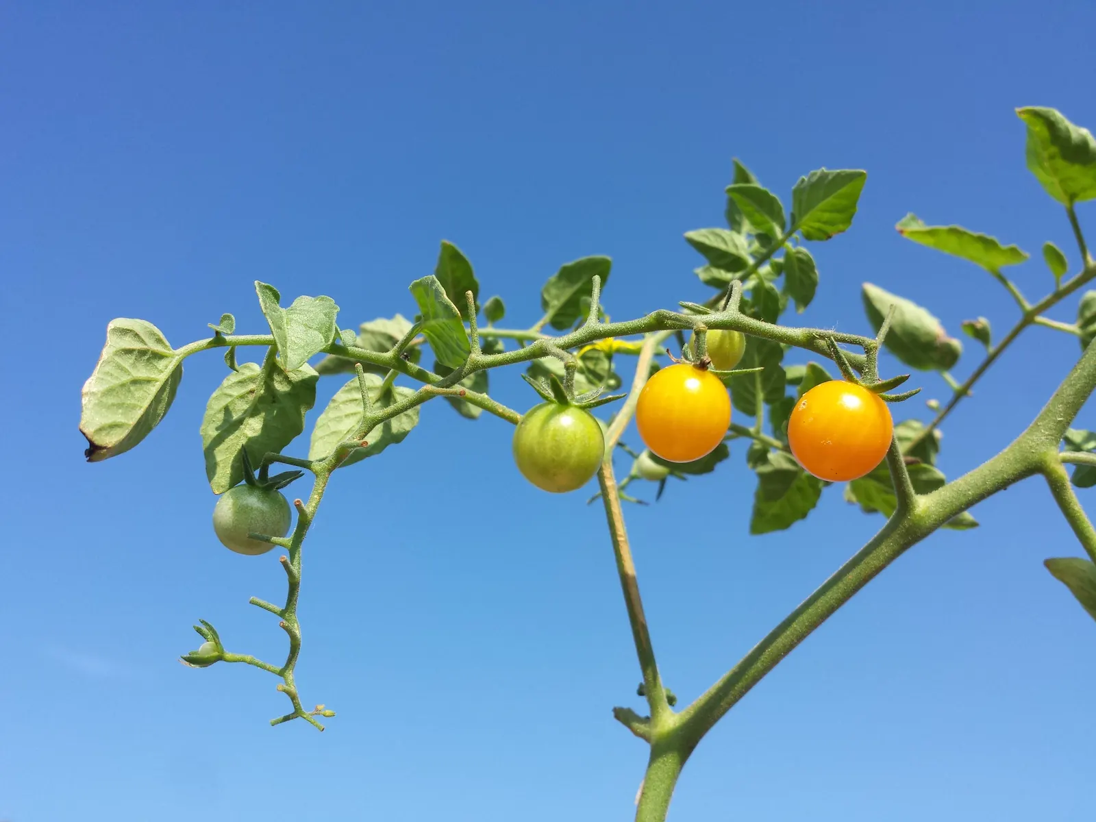 Slicing Tomato (Solanum Lycopersicum) — vegetable for full or half; which can aid in repelling pests and enhancing flavor