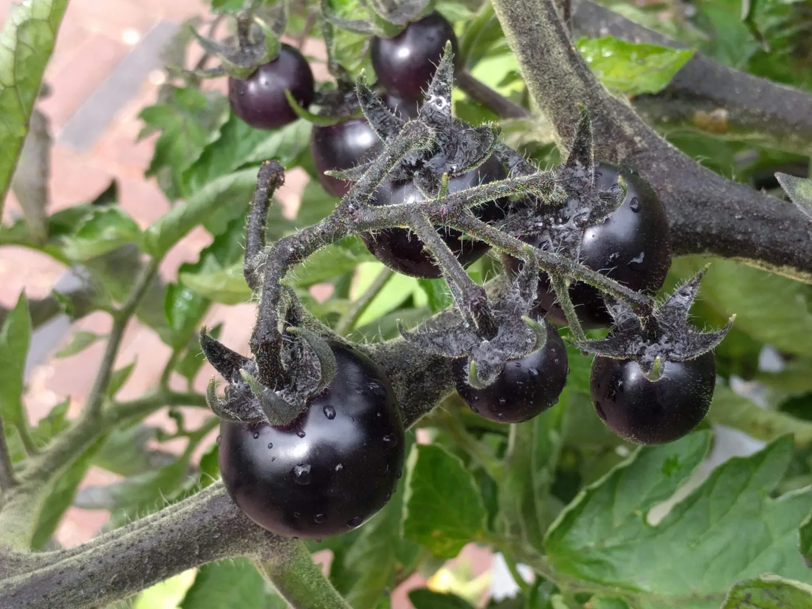 Slicing Tomato (Solanum Lycopersicum) — Providing 1 to 2 inches of water per week is typically sufficient