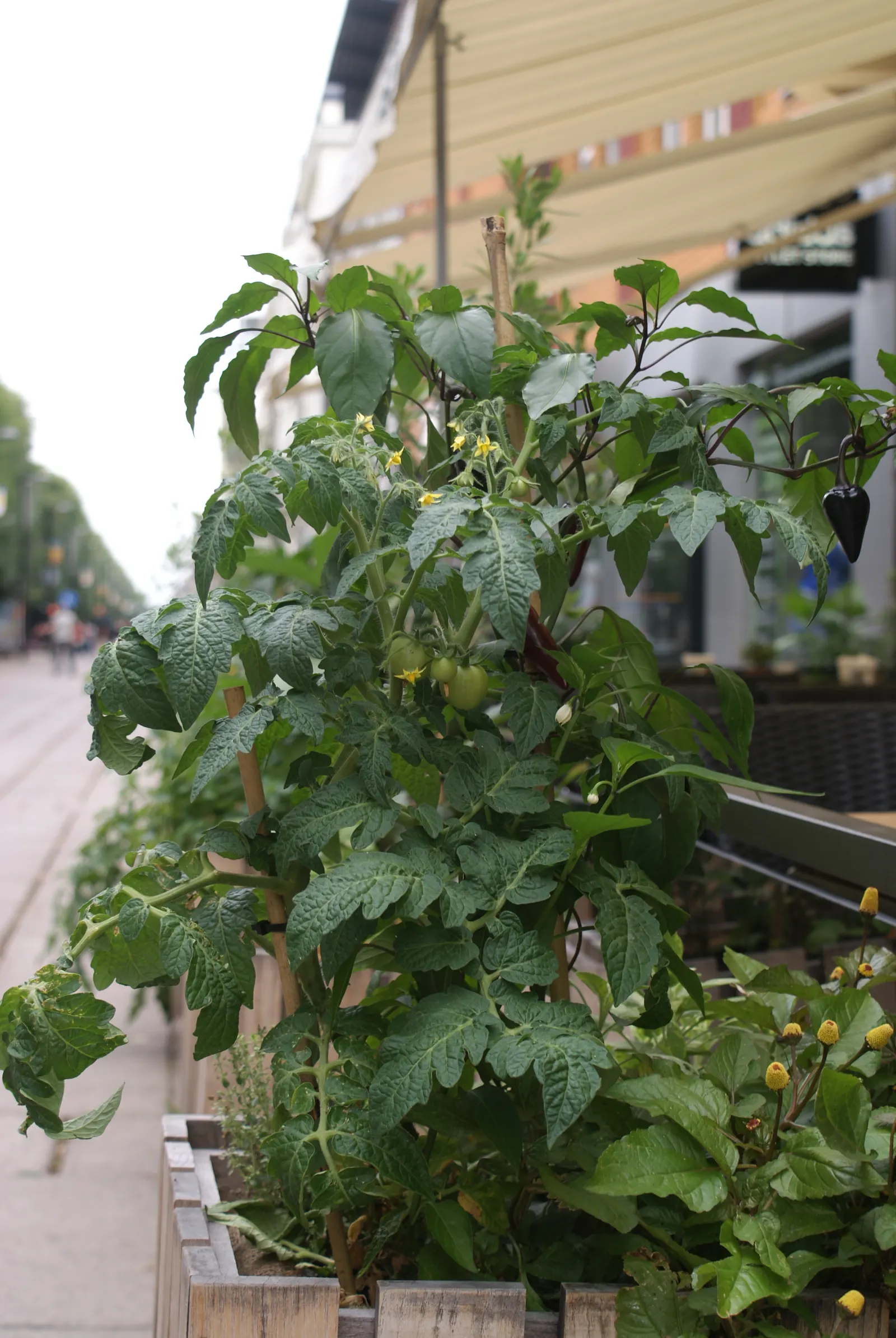 Slicing Tomato (Solanum Lycopersicum) — This venerable annual grows 4-6 ft tall, requiring support structures; requiring sturdy support in the form of cages or