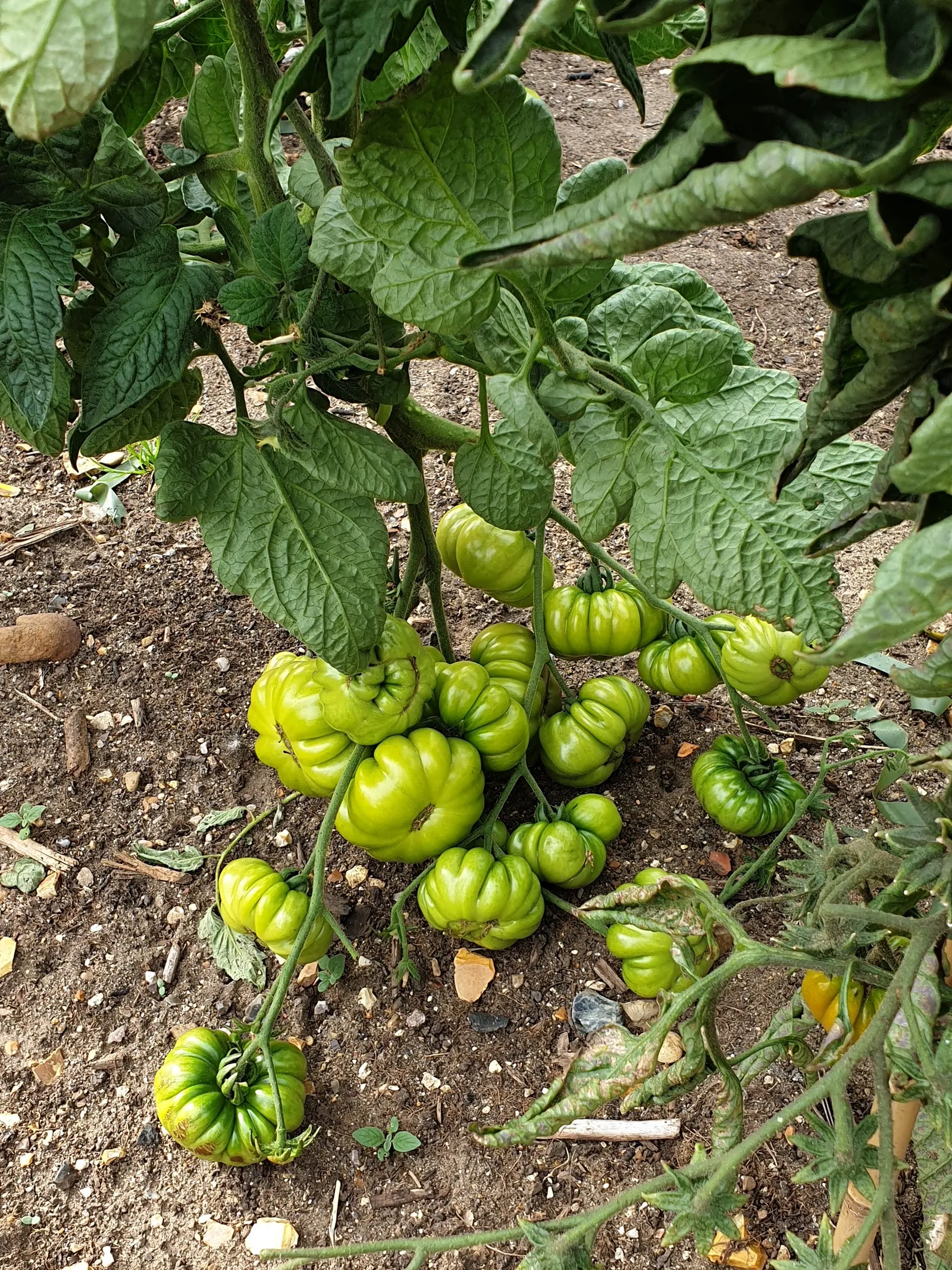 Slicing Tomato (Solanum Lycopersicum) — It thrives in full sun, bearing juicy fruits up to 4 inches in diameter; regular watering is fundamental, image 55