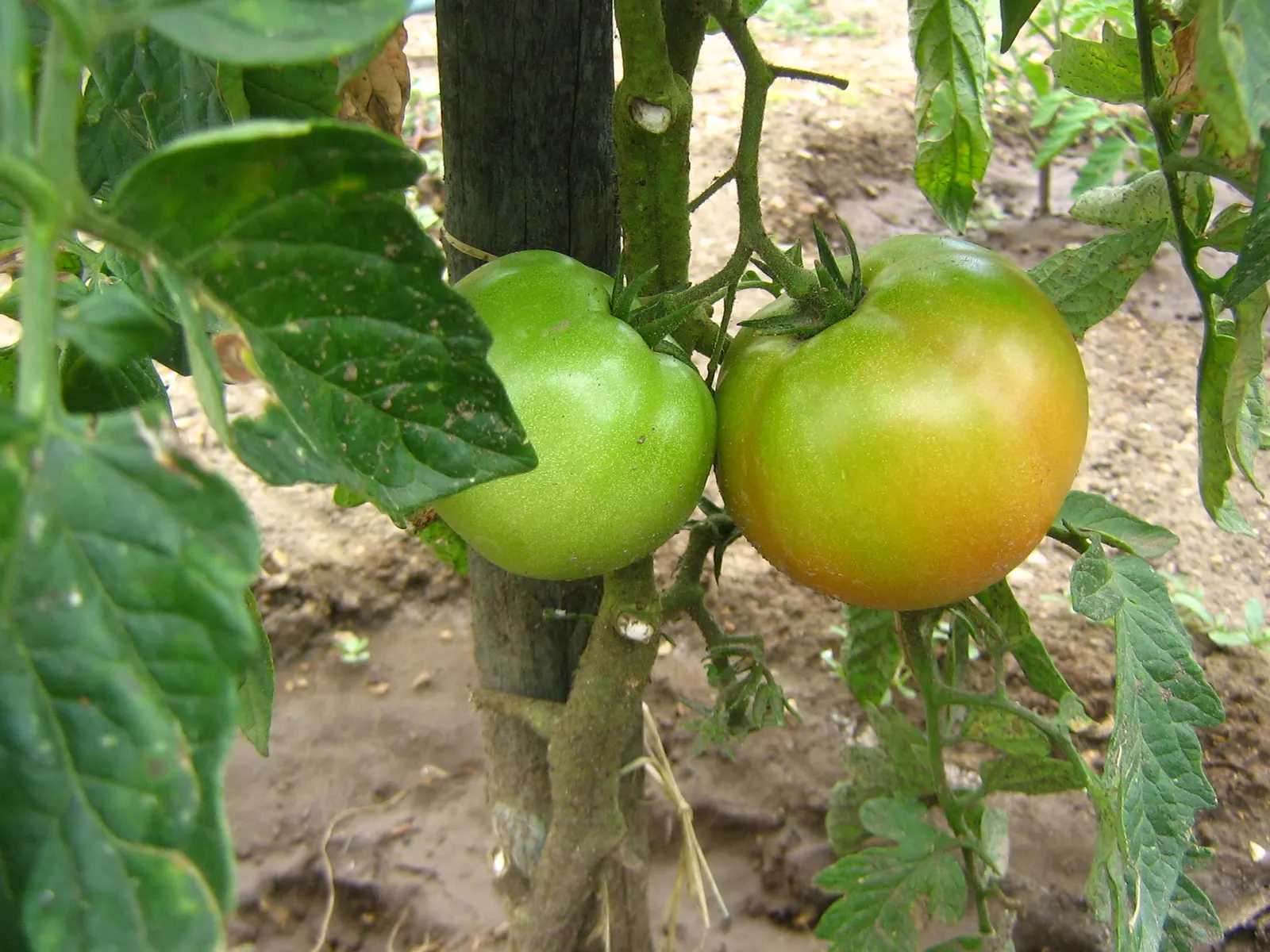 Slicing Tomato (Solanum Lycopersicum) — Department of Agriculture plant hardiness zones 10 through 11.<br><br>For optimum growth