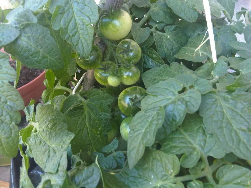 Slicing Tomato (Solanum Lycopersicum) — vegetable with yellow blooms