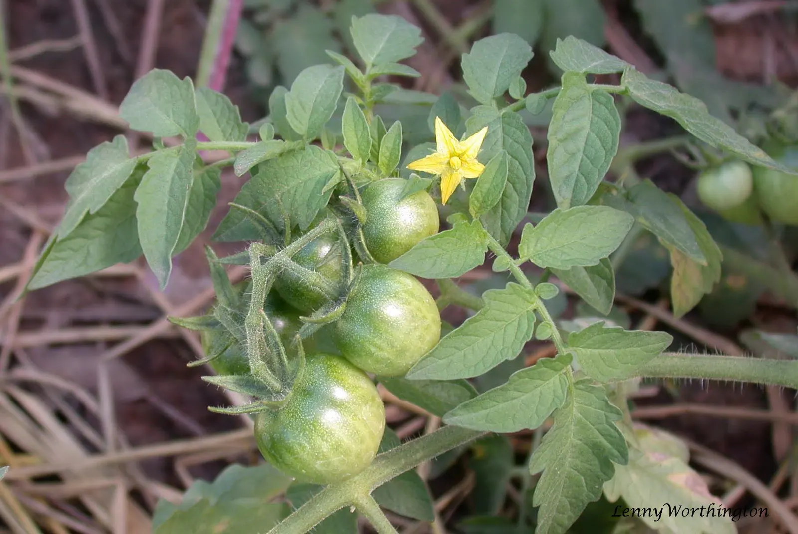 Slicing Tomato (Solanum Lycopersicum) — they come in an array of colors from the classic vibrant reds to yellows and even purples; mature slicing tomato plants