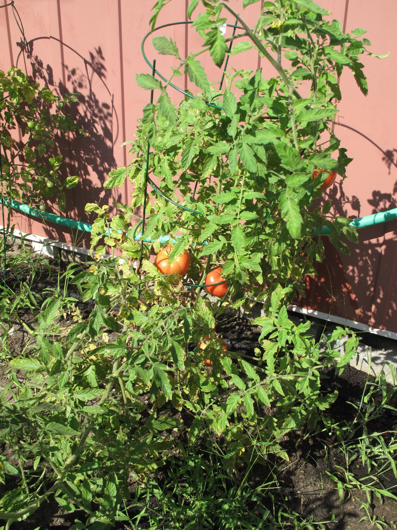 Slicing Tomato (Solanum Lycopersicum) — Providing 1 to 2 inches of water per week is typically sufficient; vegetable for full or half