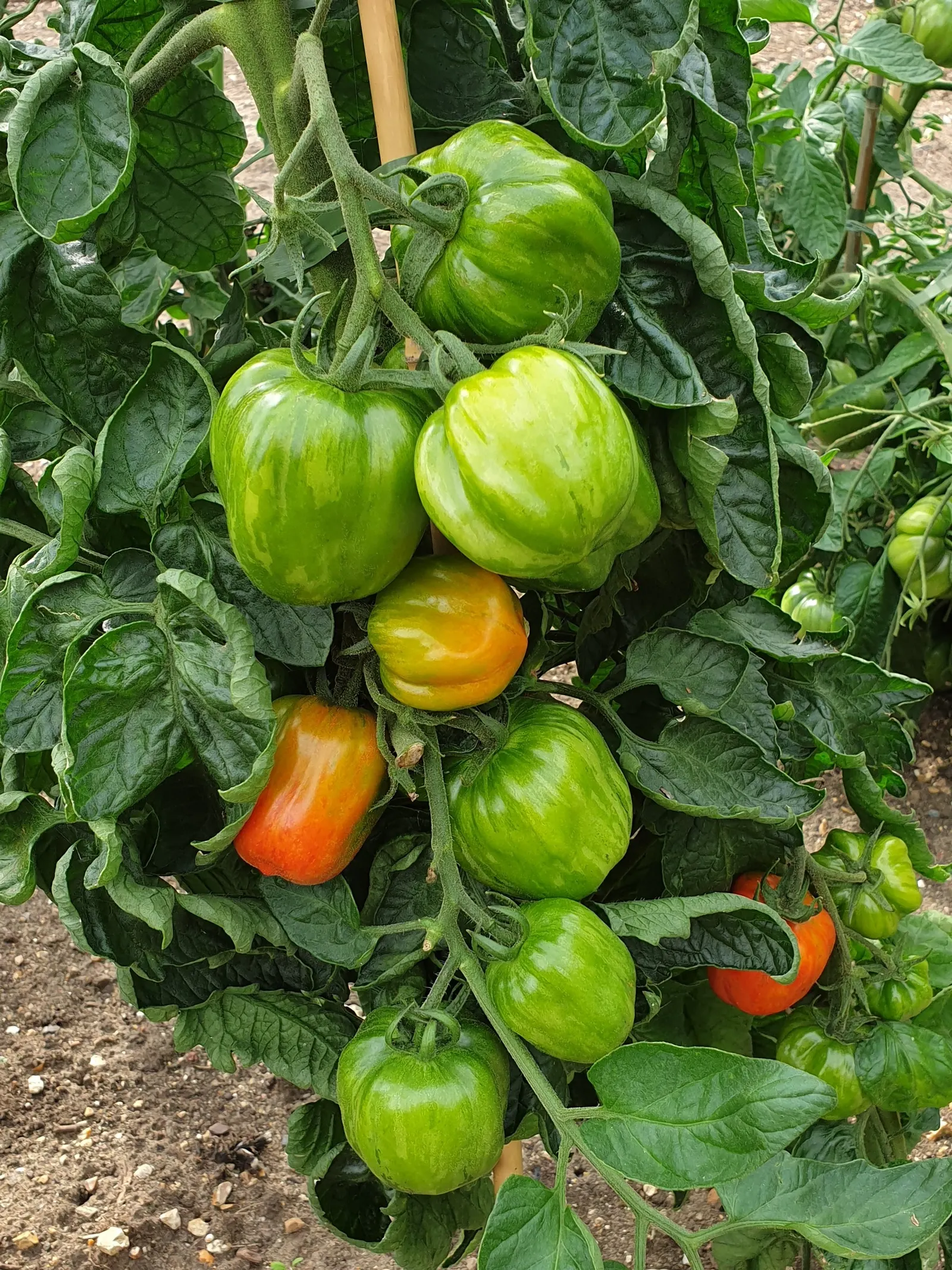 Slicing Tomato (Solanum Lycopersicum) — The 'Beefsteak' variety yields large, juicy fruits, ideal for sandwiches and salads