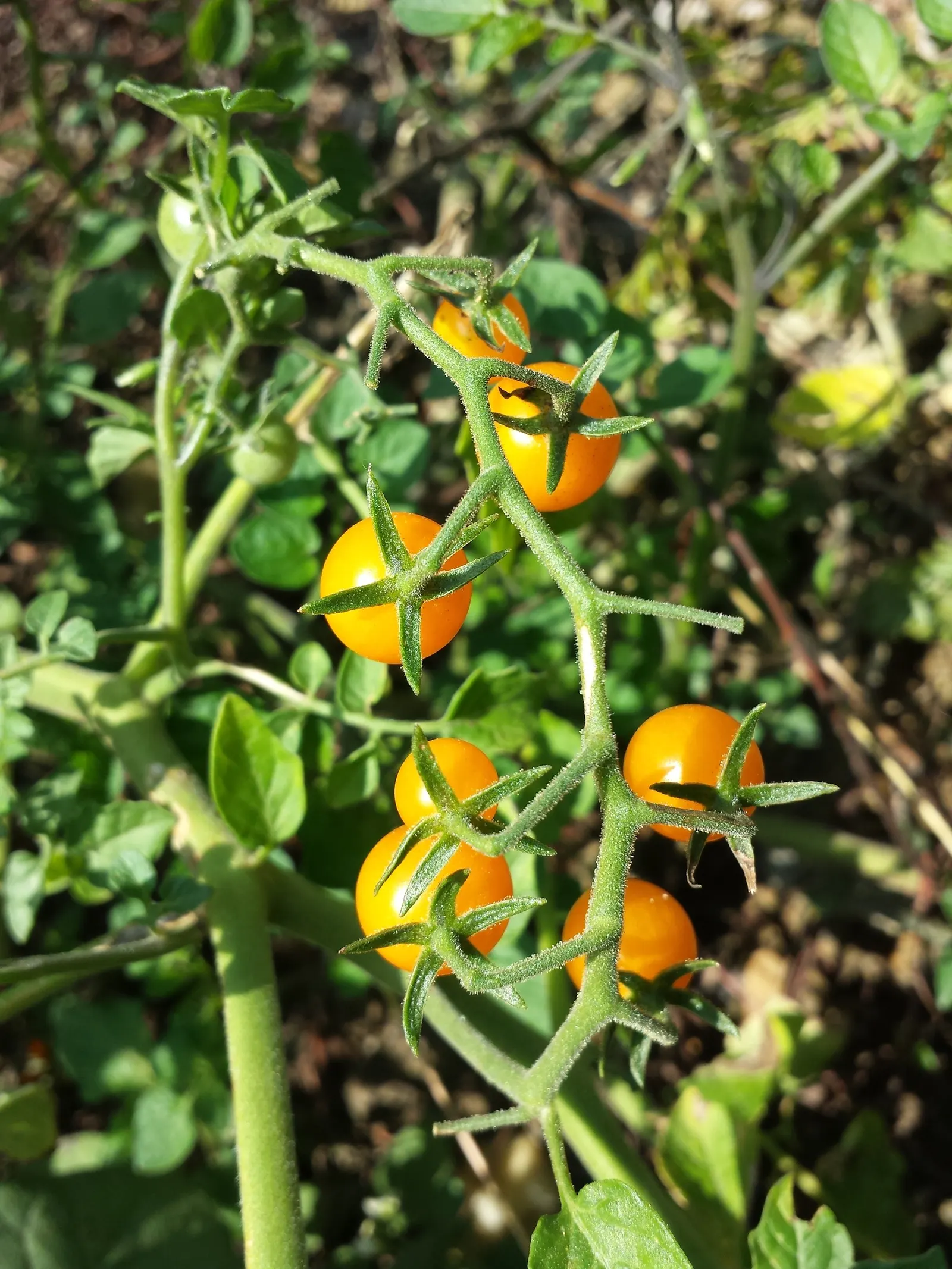 Slicing Tomato (Solanum Lycopersicum) — Mature slicing tomato plants reach heights of 4 to 6 feet with a spread of about 18 to 36 inches; tomatoes, image 62