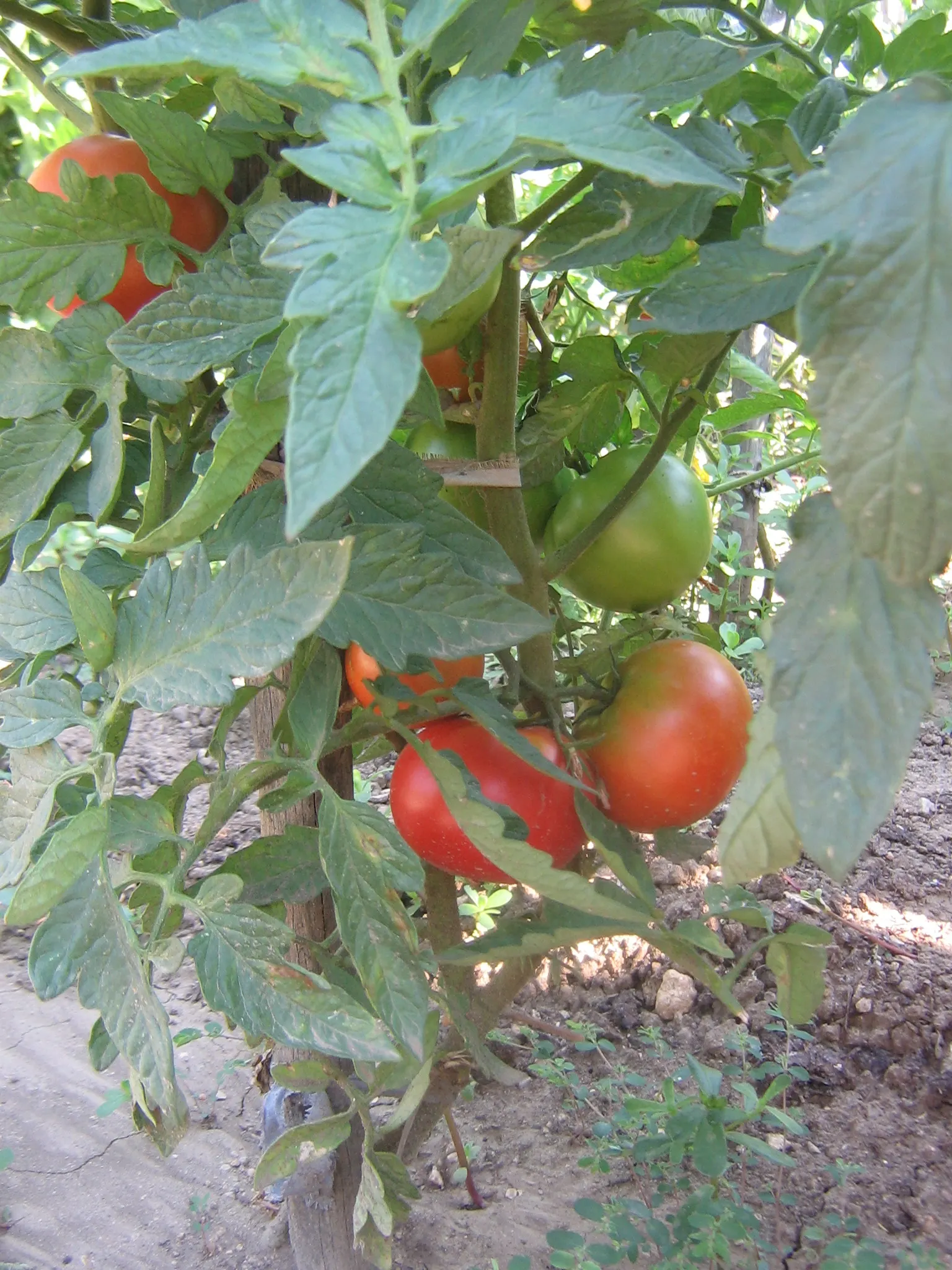 Slicing Tomato (Solanum Lycopersicum) — Regular watering and fertilization are essential