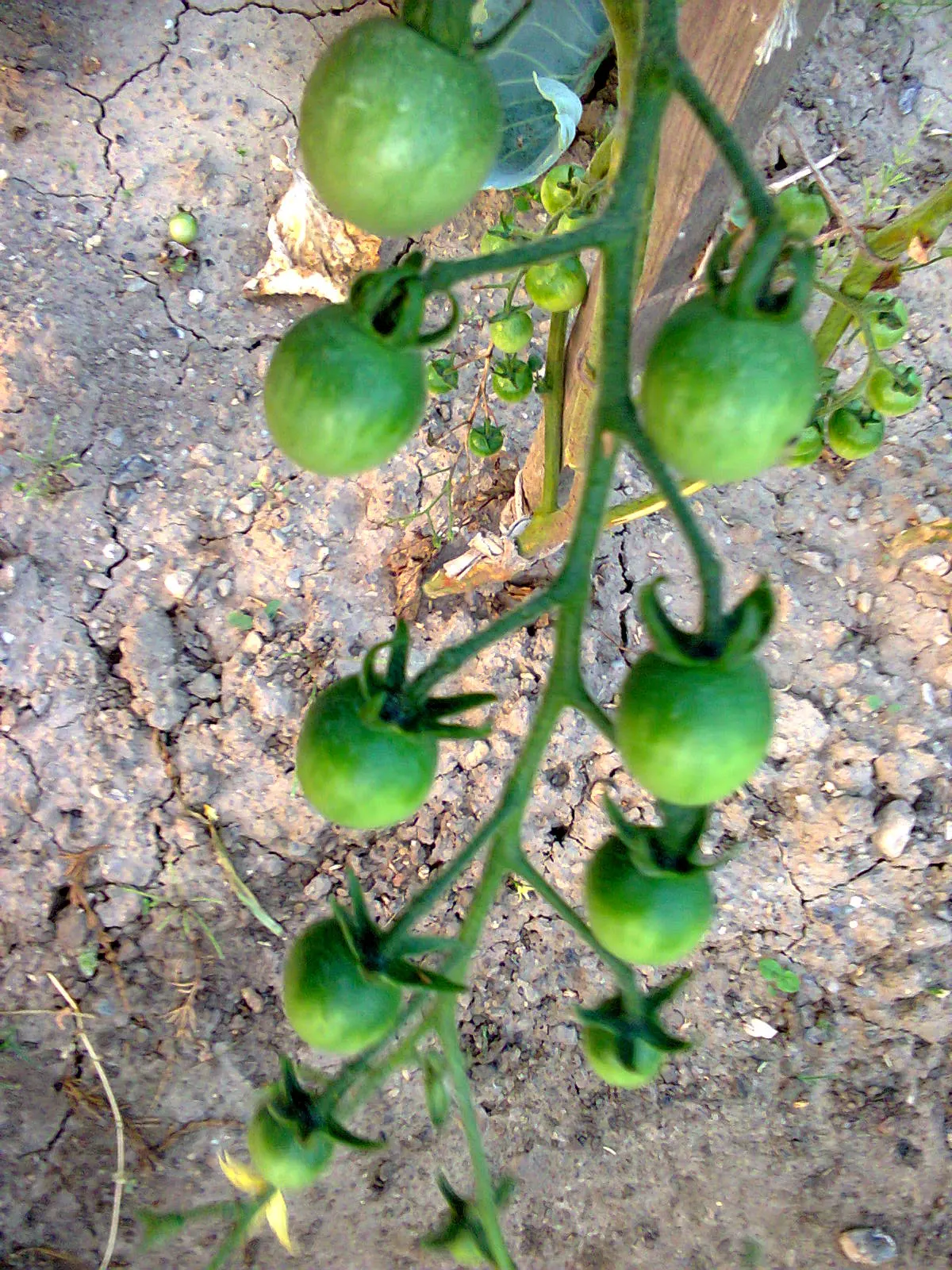 Slicing Tomato (Solanum Lycopersicum) — is a quintessential feature in the culinary garden