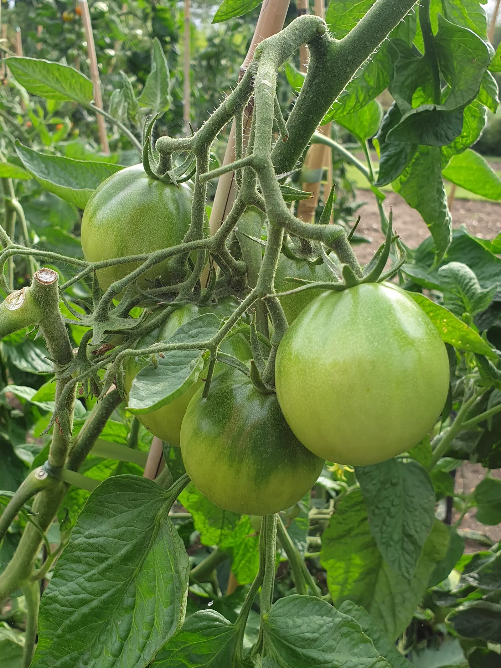 Slicing Tomato (Solanum Lycopersicum) — which can aid in repelling pests and enhancing flavor; this venerable annual grows 4-6 ft tall, requiring support
