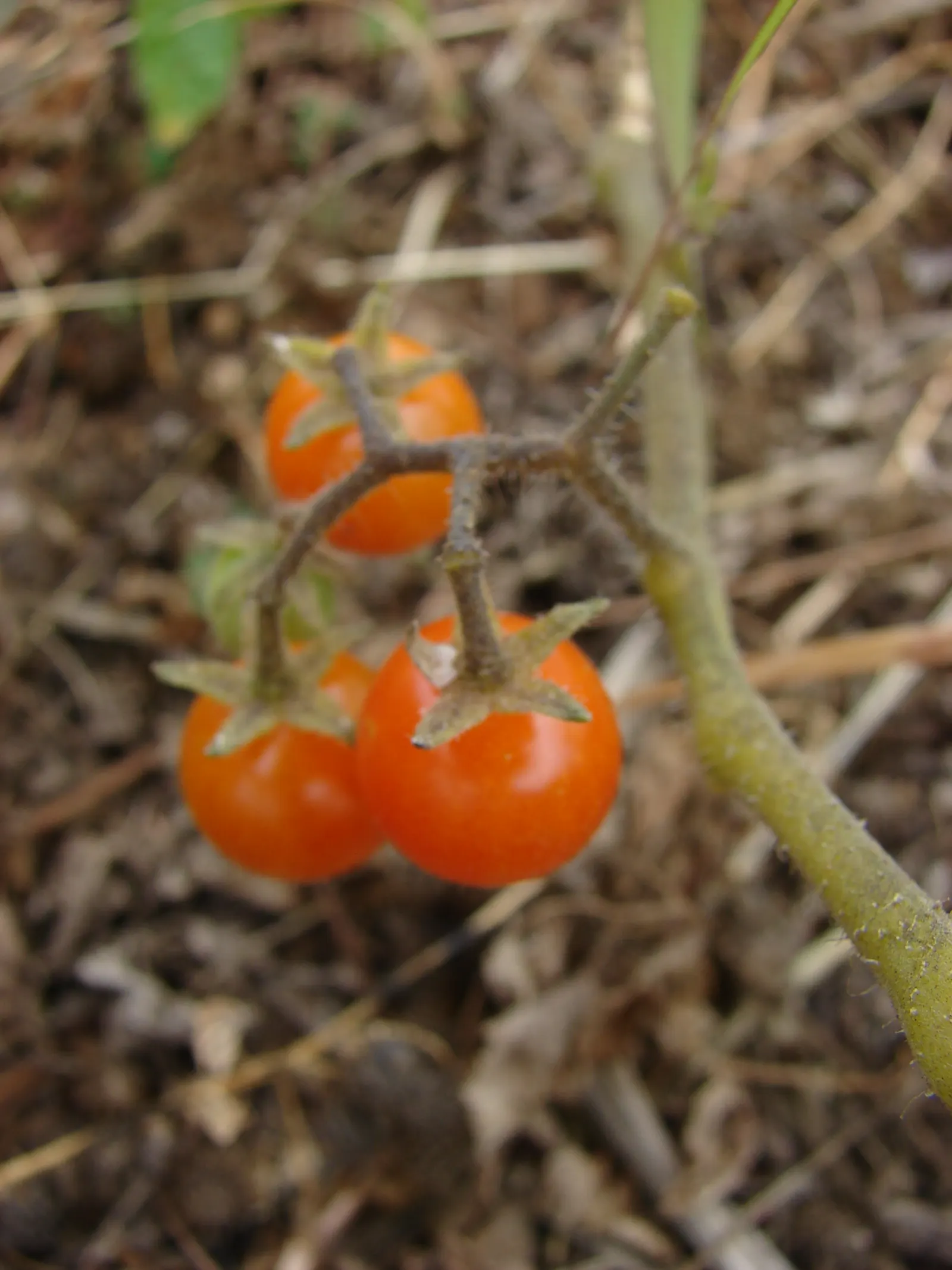 Slicing Tomato (Solanum Lycopersicum) — vegetable with yellow blooms; department of Agriculture plant hardiness zones 10 through 11.<br><br>For optimum growth
