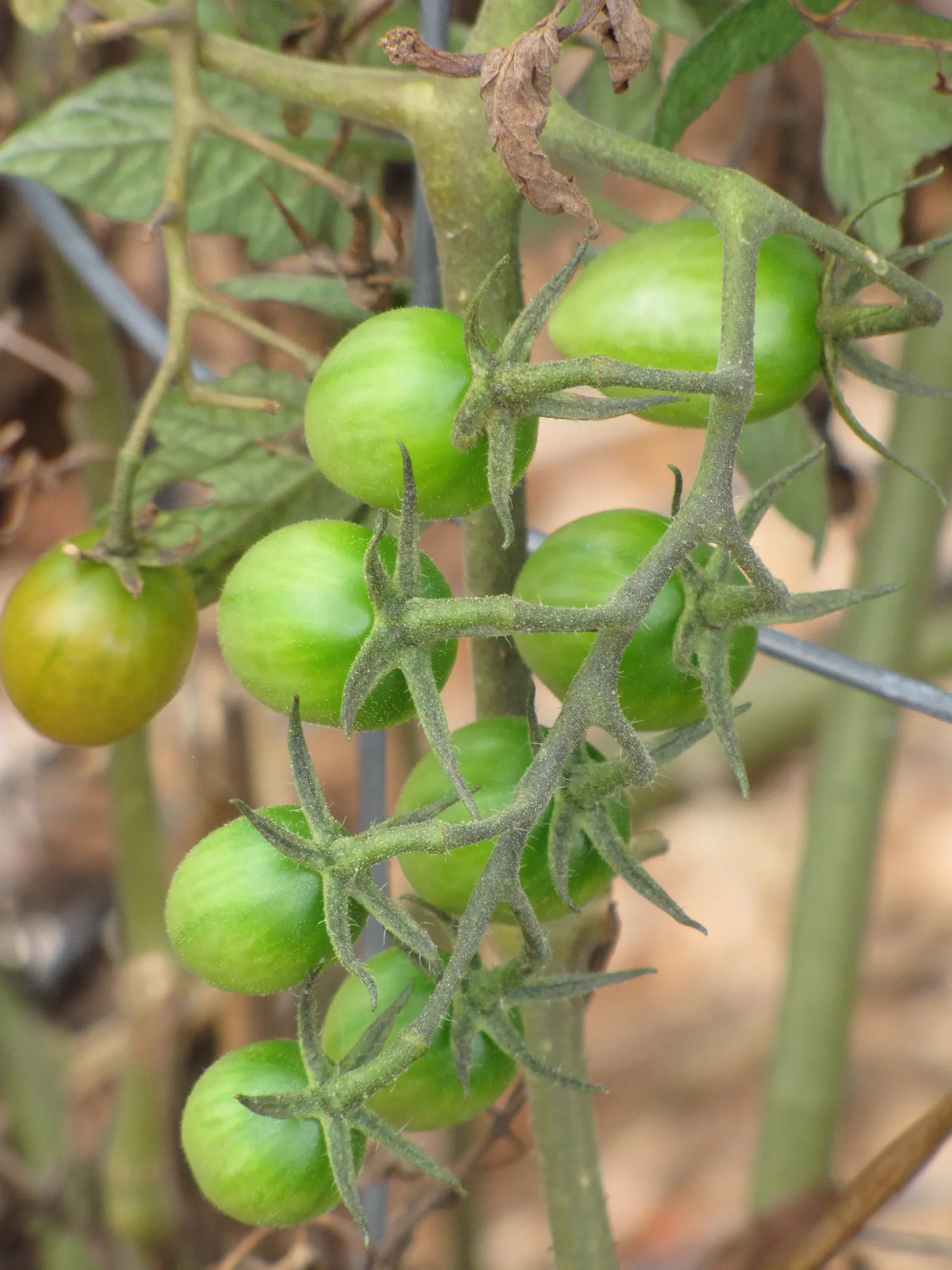 Slicing Tomato (Solanum Lycopersicum) — Regular watering is fundamental, aiming for consistency to prevent common issues such as blossom-end rot