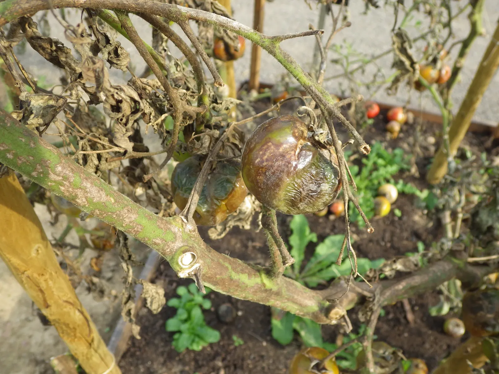 Slicing Tomato (Solanum Lycopersicum) — scientifically recognized as Solanum lycopersicum; use organic mulch like straw or wood chips around the, image 59