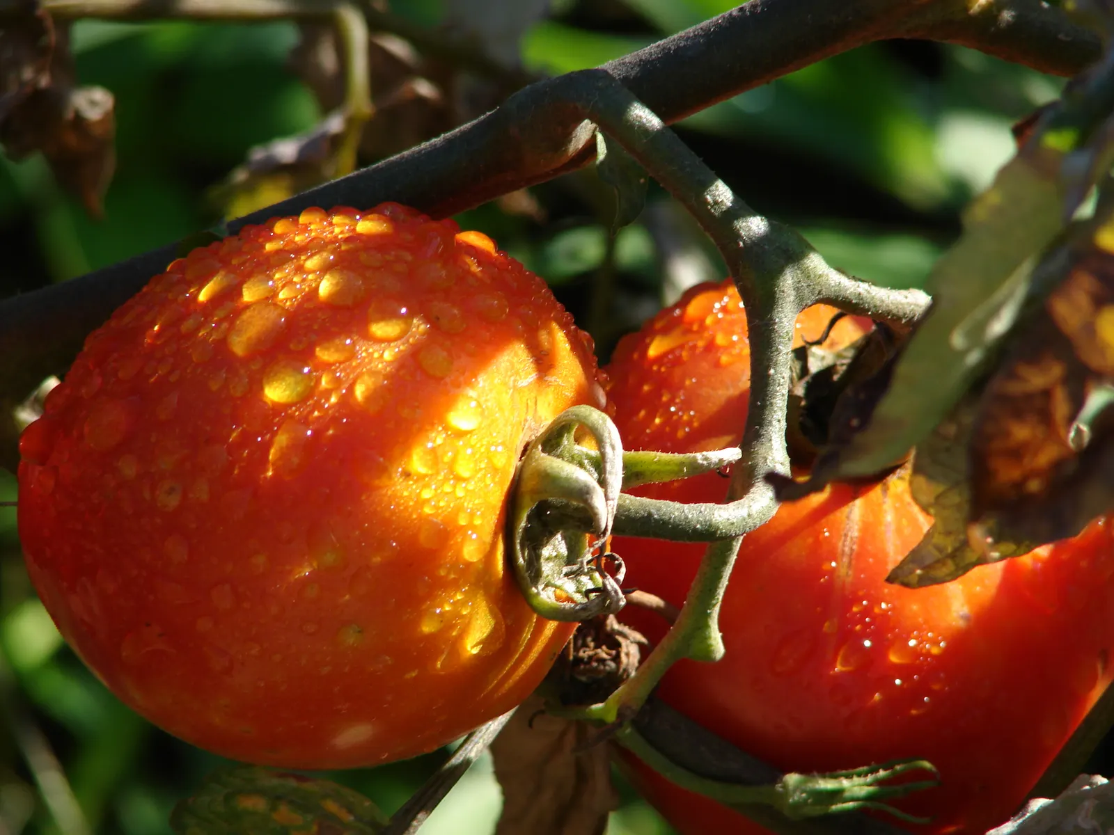 Slicing Tomato (Solanum Lycopersicum) — Ideal for raw consumption, these tomatoes showcase vibrant red skins