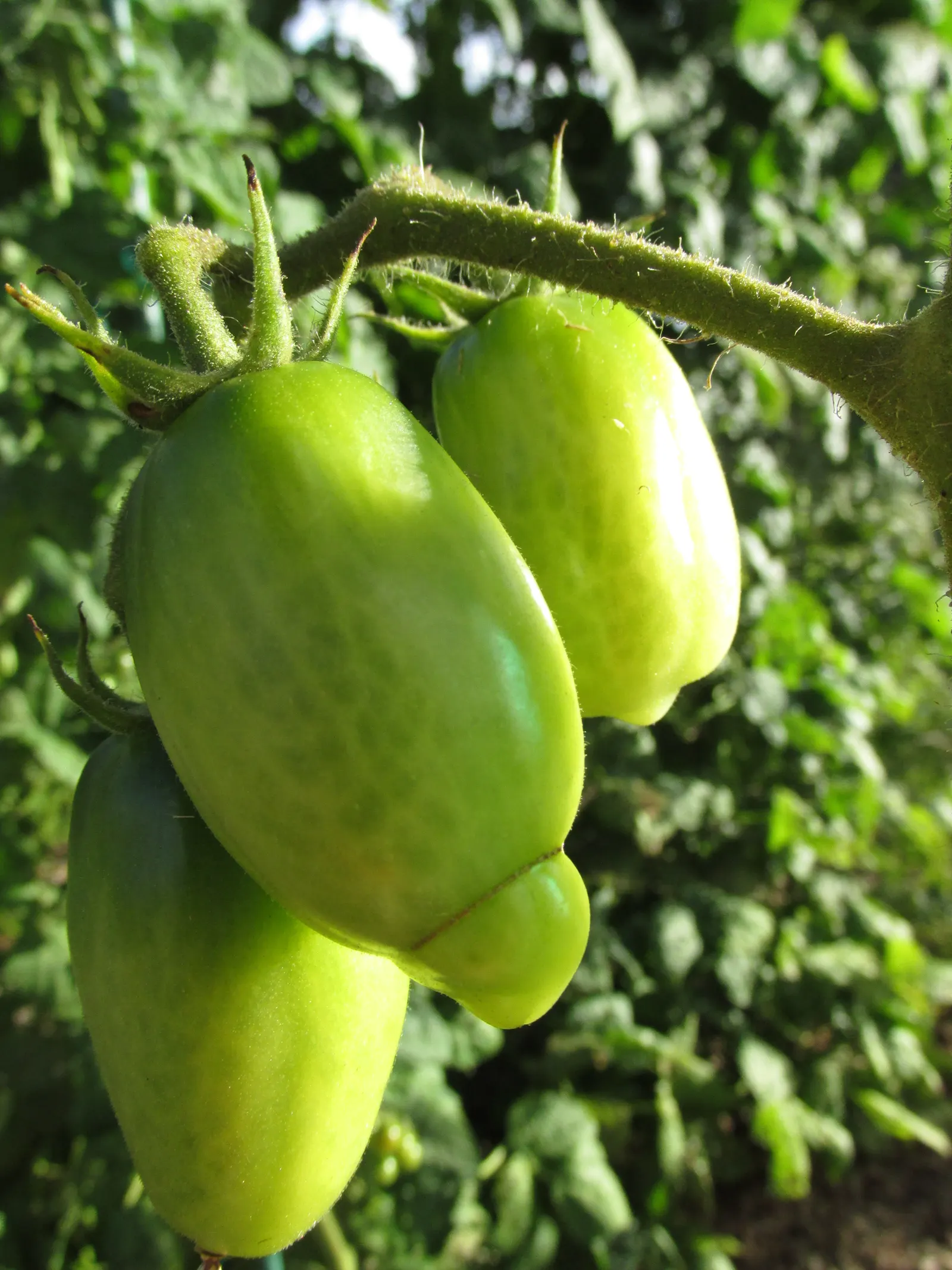 Slicing Tomato (Solanum Lycopersicum) — This venerable annual grows 4-6 ft tall, requiring support structures