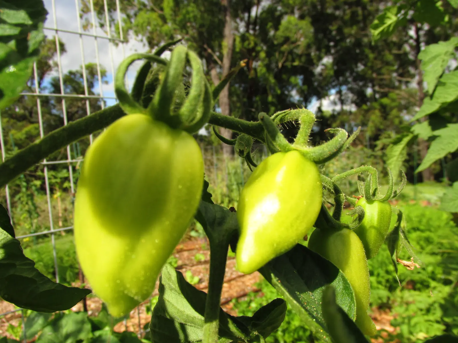 Slicing Tomato (Solanum Lycopersicum) — The 'Beefsteak' variety yields large, juicy fruits, ideal for sandwiches and salads; tomatoes demand well-draining soil