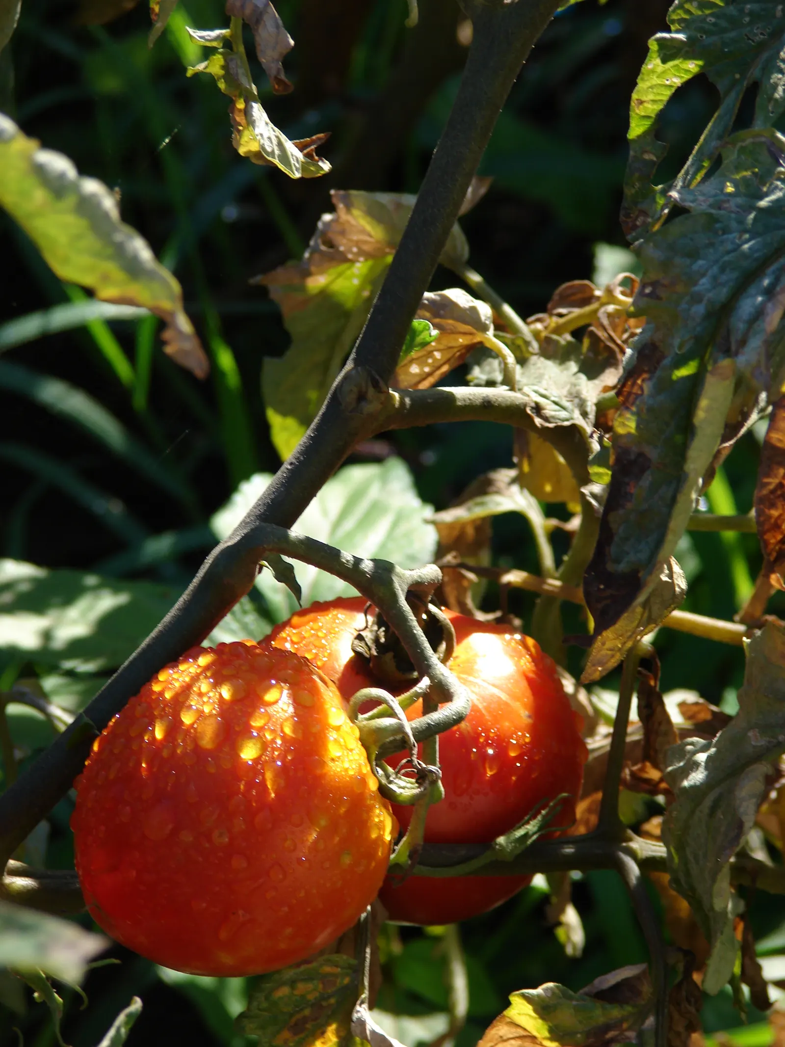 Slicing Tomato (Solanum Lycopersicum) — Mature slicing tomato plants reach heights of 4 to 6 feet with a spread of about 18 to 36 inches