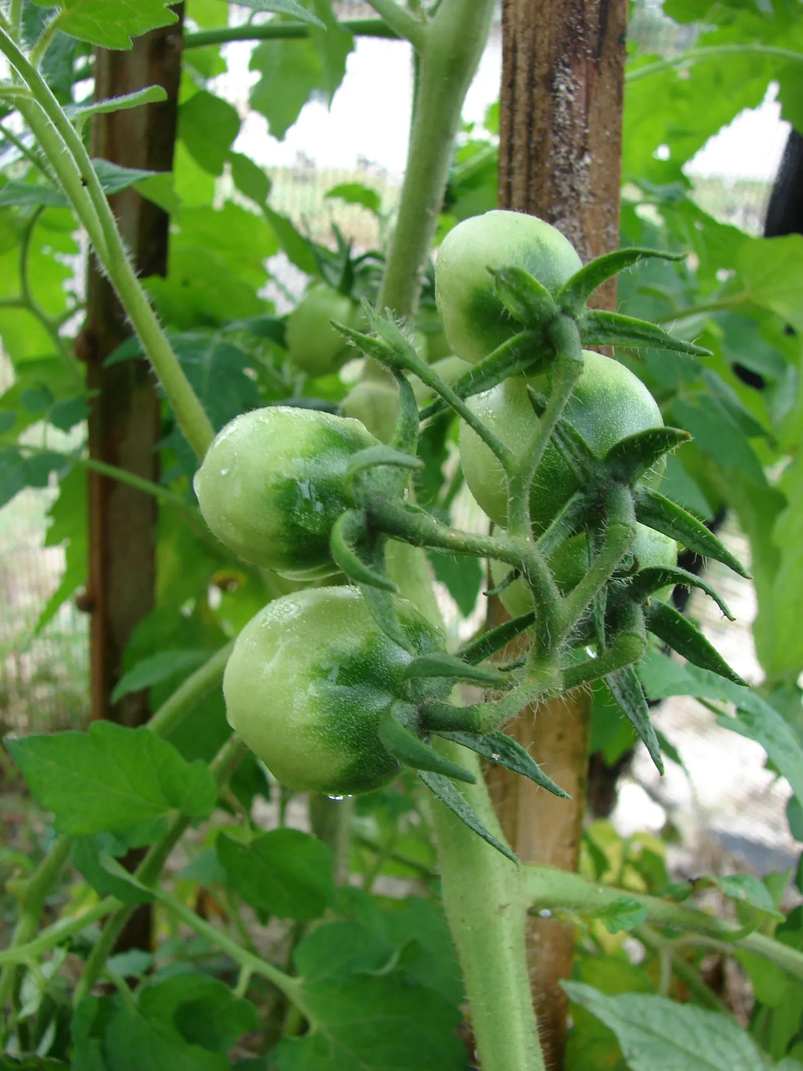 Slicing Tomato (Solanum Lycopersicum) — consider companion planting with basil or marigolds; when integrating tomatoes into a landscape design