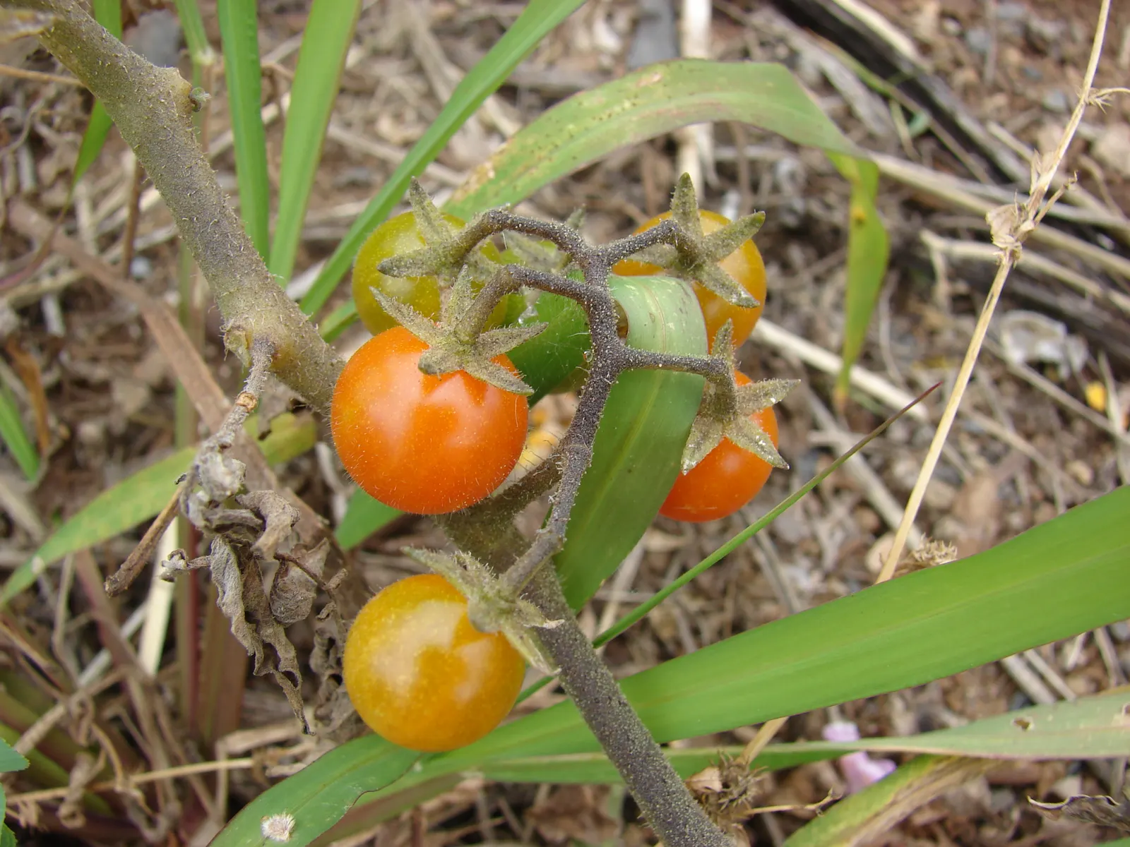 Slicing Tomato (Solanum Lycopersicum) — Solanum lycopersicum, commonly known as the Slicing Tomato, is a quintessential feature for edible gardens, image 53