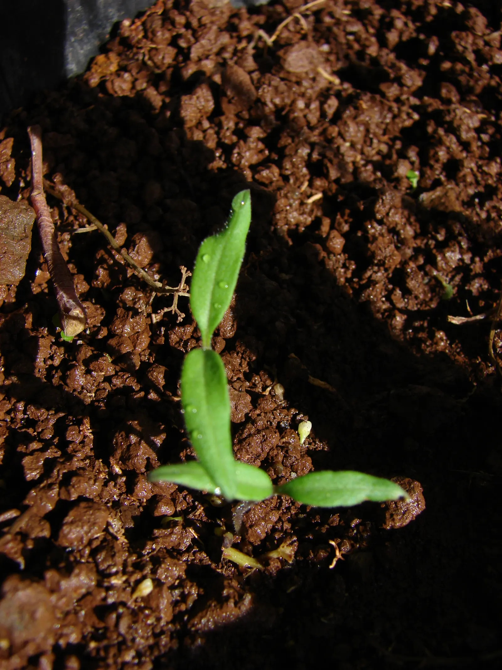 Slicing Tomato (Solanum Lycopersicum) — Use organic mulch like straw or wood chips around the base to enhance the growing conditions; scientifically recognized