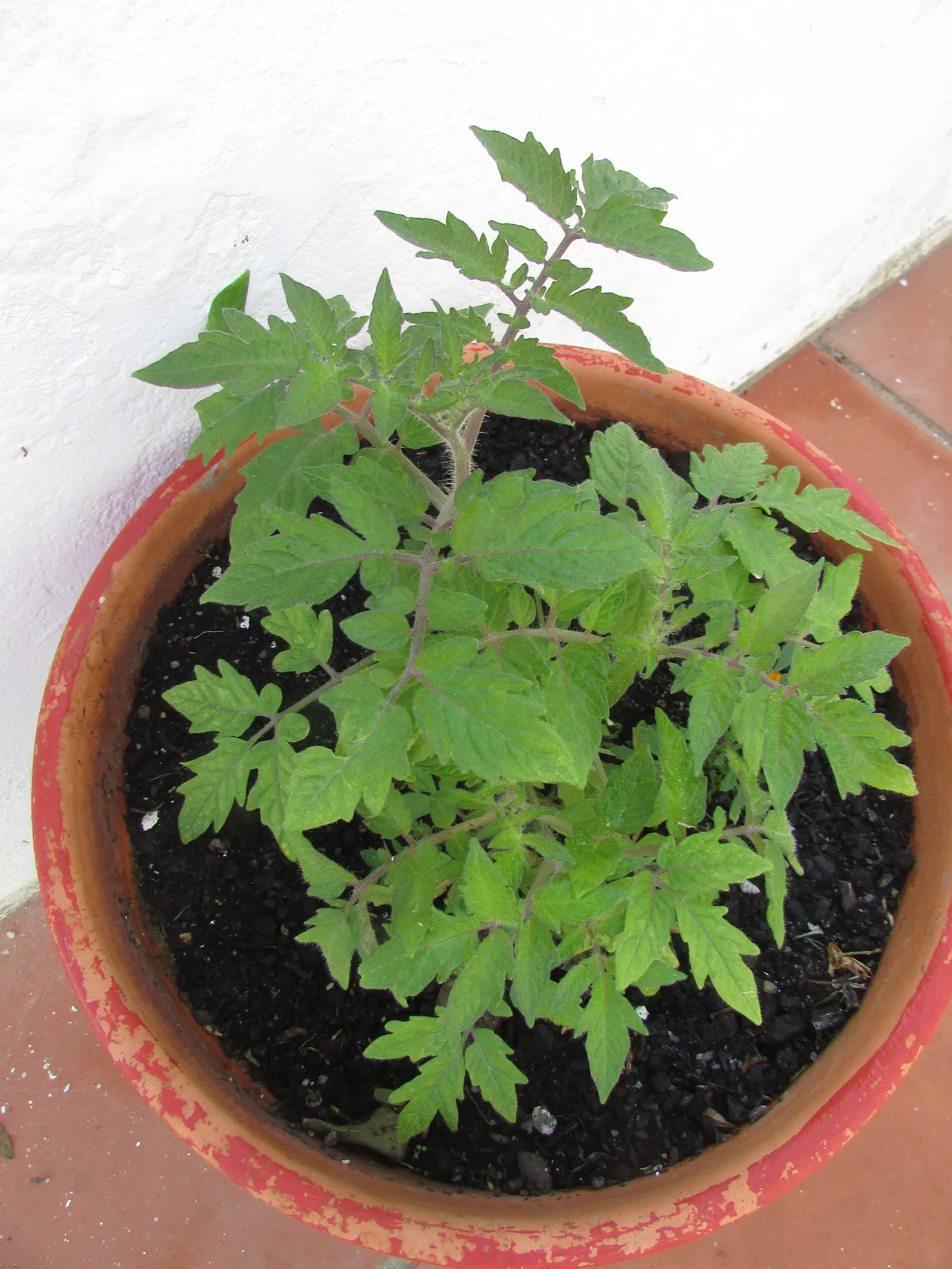 Slicing Tomato (Solanum Lycopersicum) — When integrating tomatoes into a landscape design