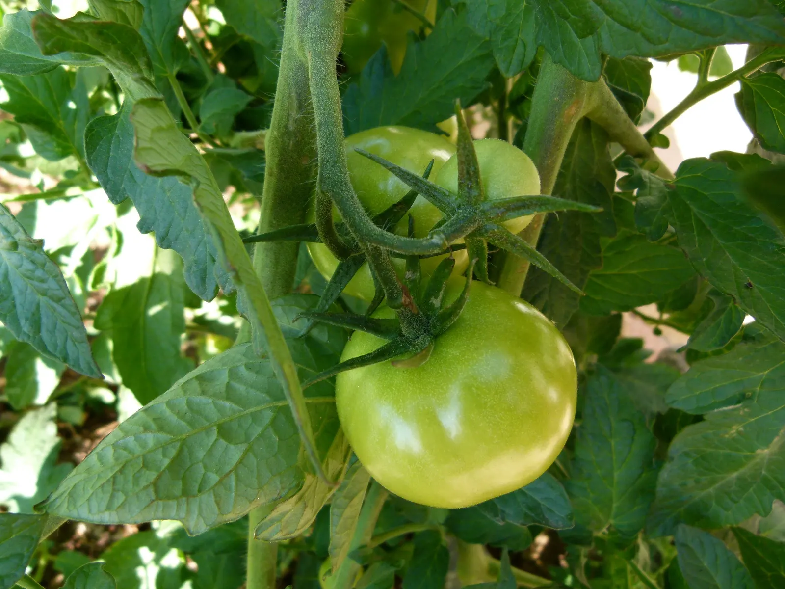 Slicing Tomato (Solanum Lycopersicum) — Tomatoes are annuals in most climates, requiring replanting each year, but they are perennials in U.S; yellow flowers