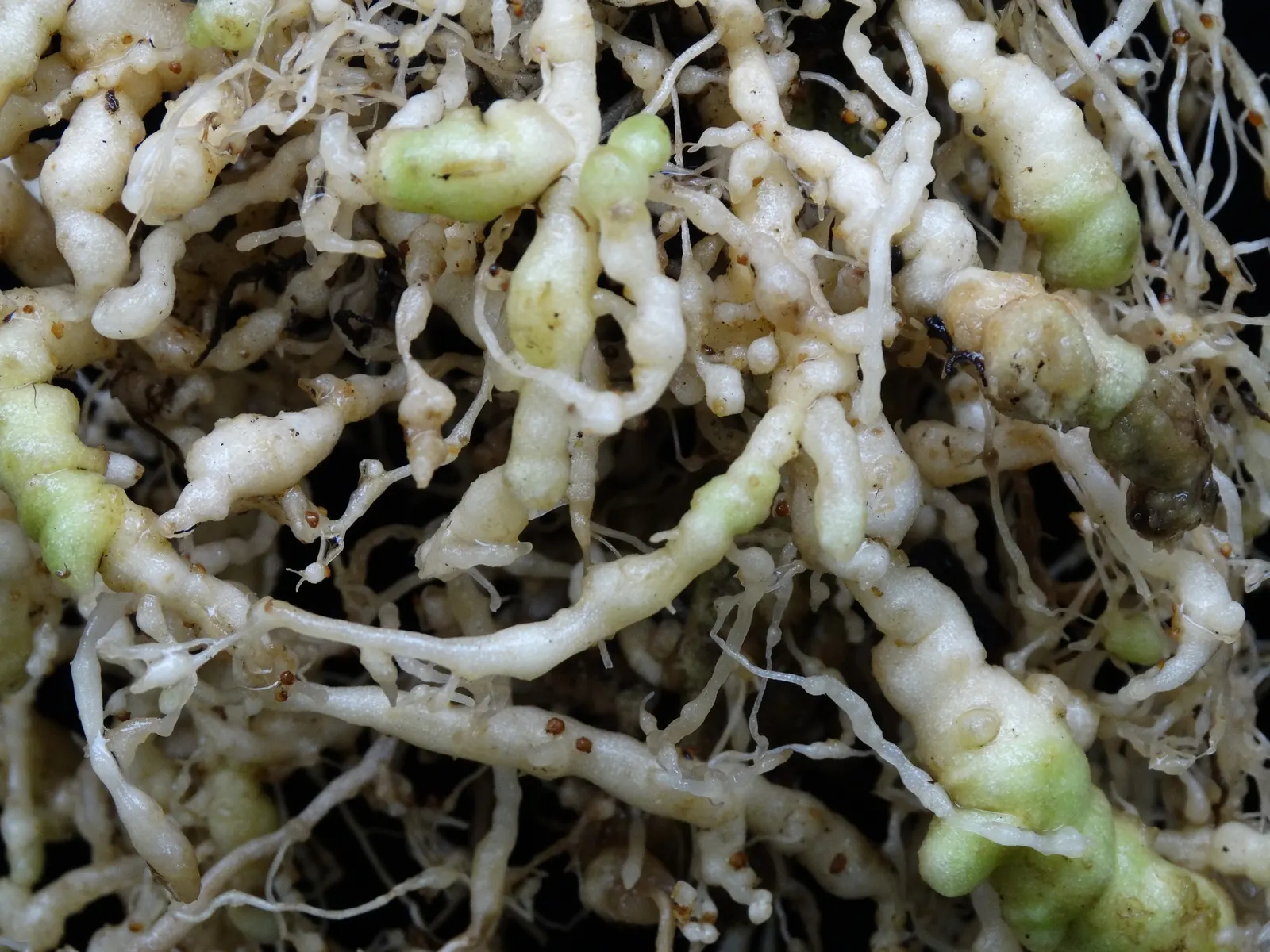 Slicing Tomato (Solanum Lycopersicum) — tomatoes demand well-draining soil with a pH between 6.2 and 6.8; full sun exposure is crucial