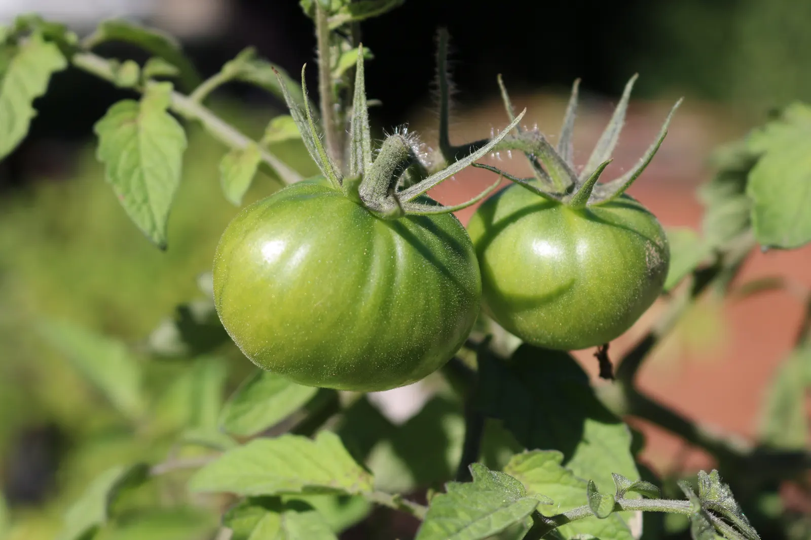 Slicing Tomato (Solanum Lycopersicum) — is a quintessential feature in the culinary garden; solanum lycopersicum, commonly known as the Slicing Tomato, is a