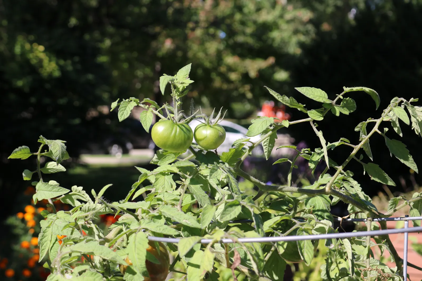 Slicing Tomato (Solanum Lycopersicum) — consider companion planting with basil or marigolds