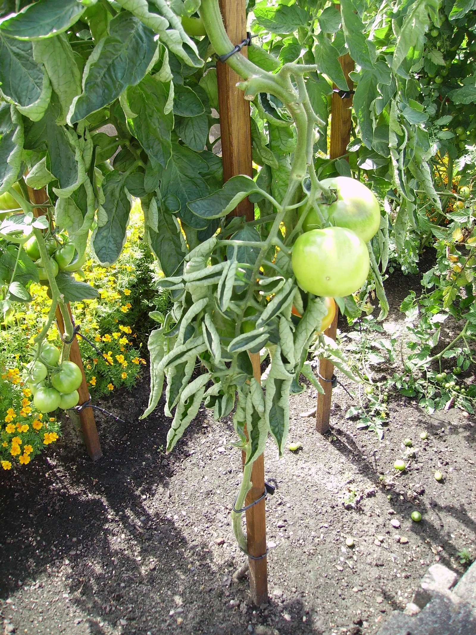 Slicing Tomato (Solanum Lycopersicum) — Full sun exposure is crucial; it thrives in full sun, bearing juicy fruits up to 4 inches in diameter, image 64