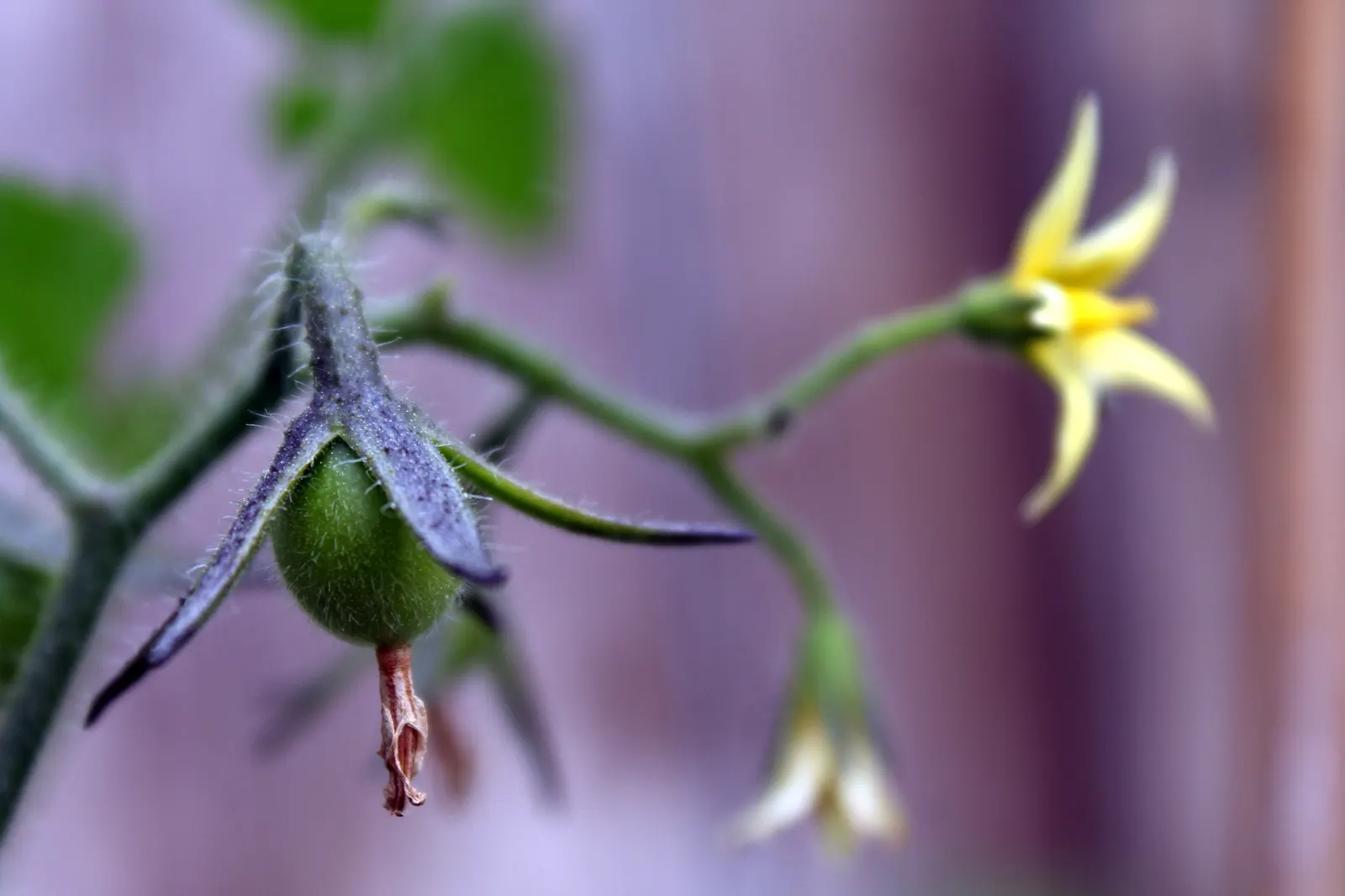 Slicing Tomato (Solanum Lycopersicum) — Full sun exposure is crucial