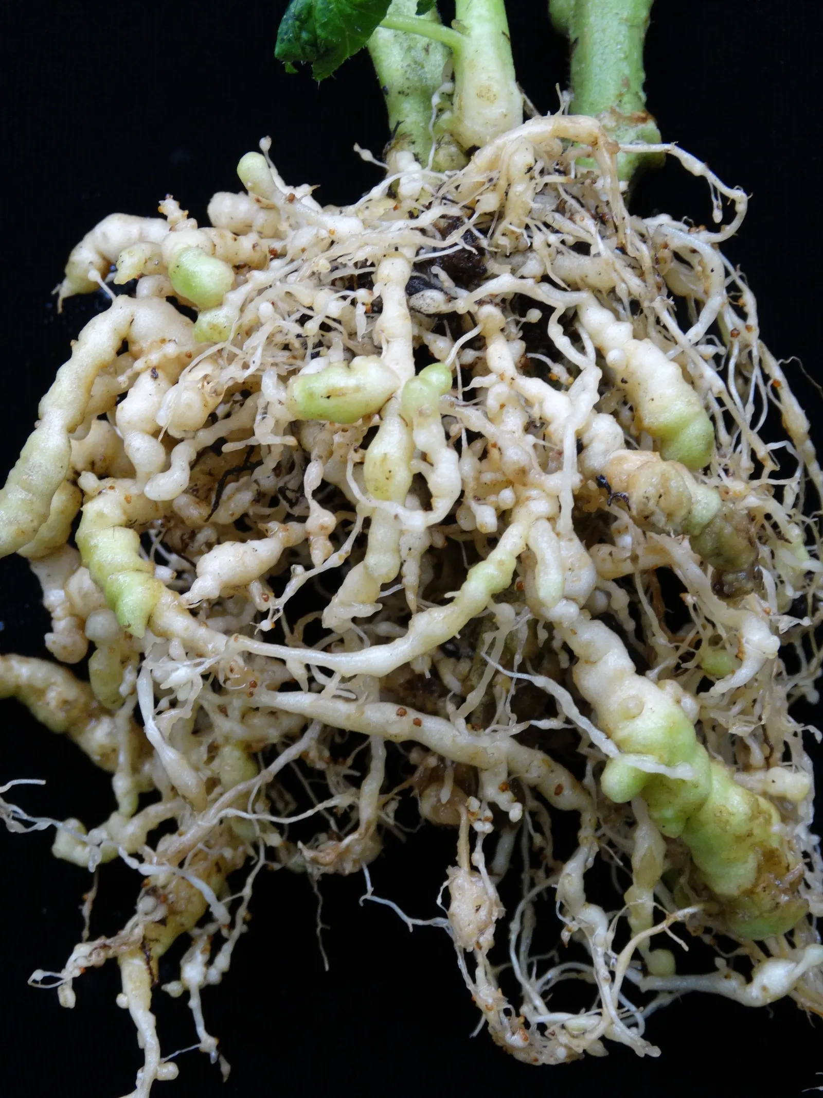 Slicing Tomato (Solanum Lycopersicum) — yellow flowers in the garden; a versatile plant, it can serve both aesthetic and practical functions in landscape design