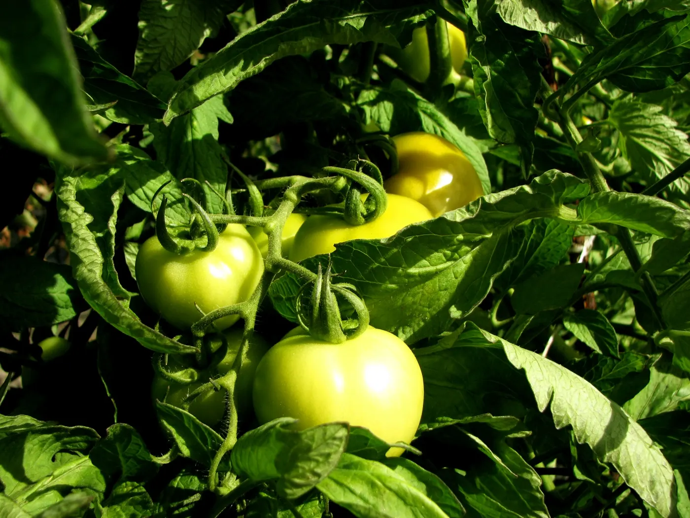 Slicing Tomato (Solanum Lycopersicum) — requiring sturdy support in the form of cages or stakes