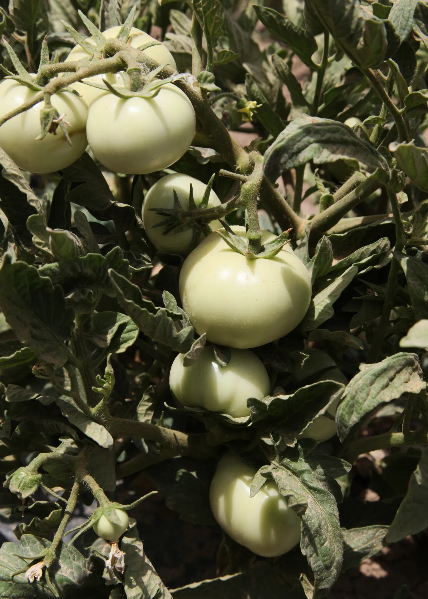 Slicing Tomato (Solanum Lycopersicum) — Use organic mulch like straw or wood chips around the base to enhance the growing conditions