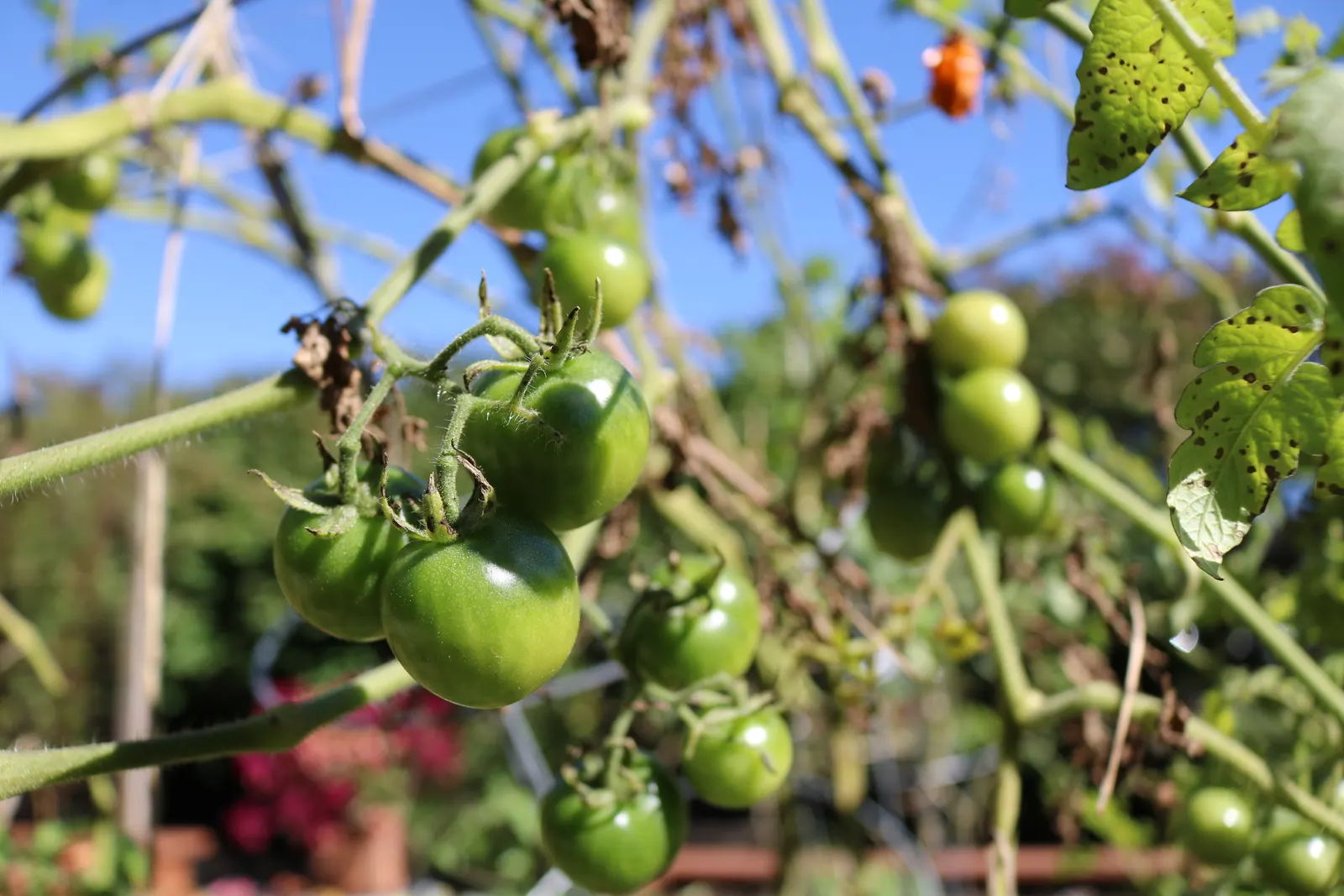 Slicing Tomato (Solanum Lycopersicum) — Ideal for raw consumption, these tomatoes showcase vibrant red skins; vegetable with yellow blooms